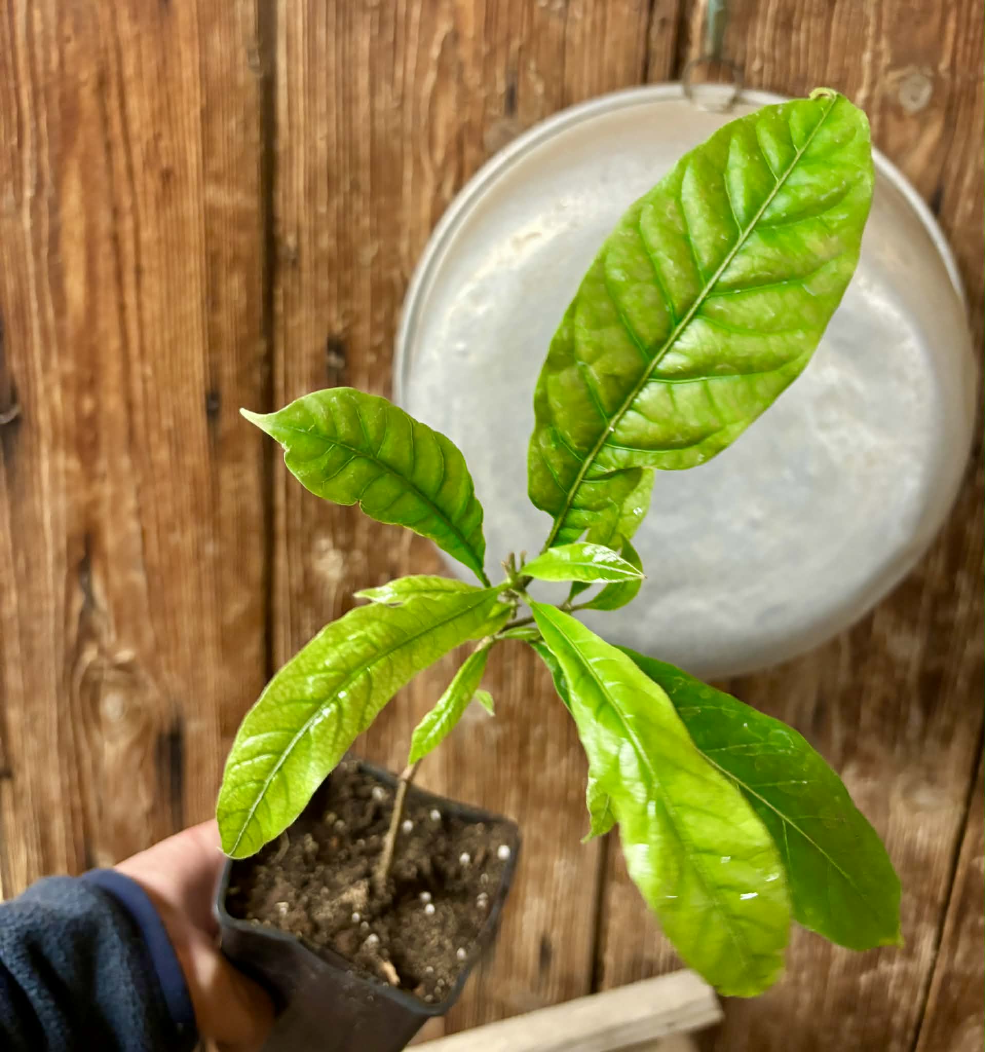 Abiu (Pouteria caimito) - 1 potted plant / 1 getopfte Pflanze