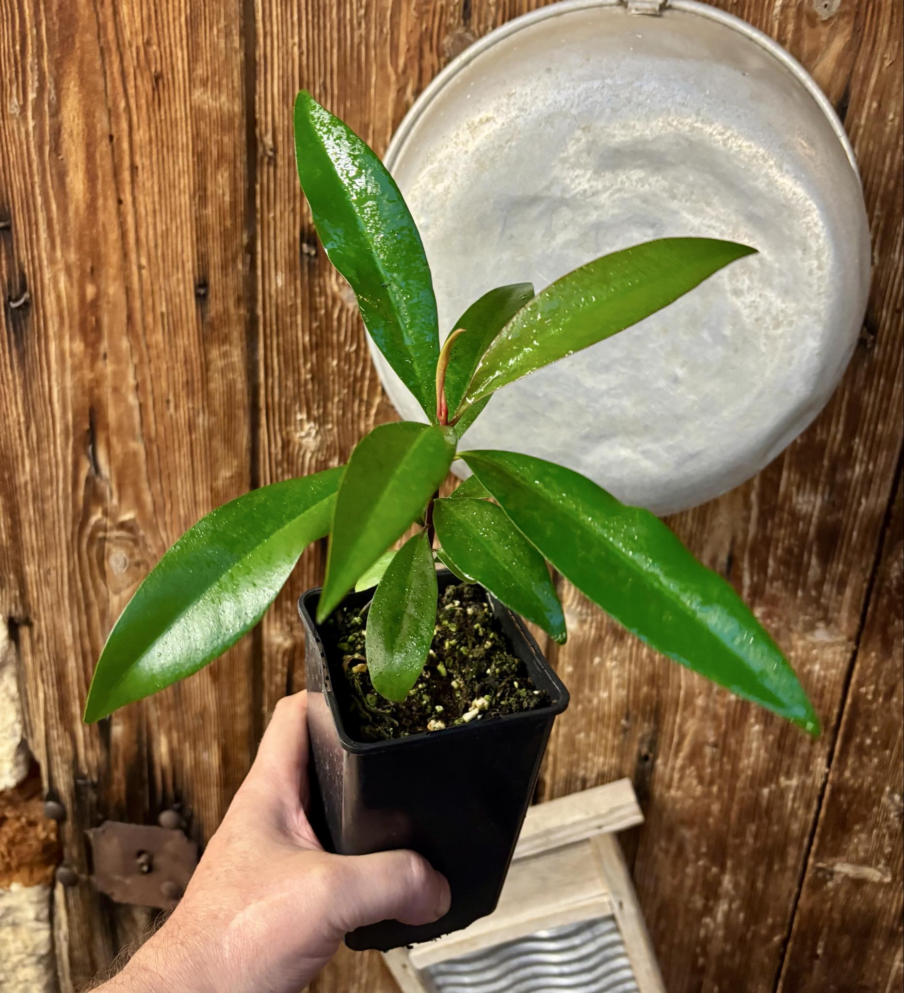 Ardisia elliptica - 1 potted seedling / 1 getopfter Sämling