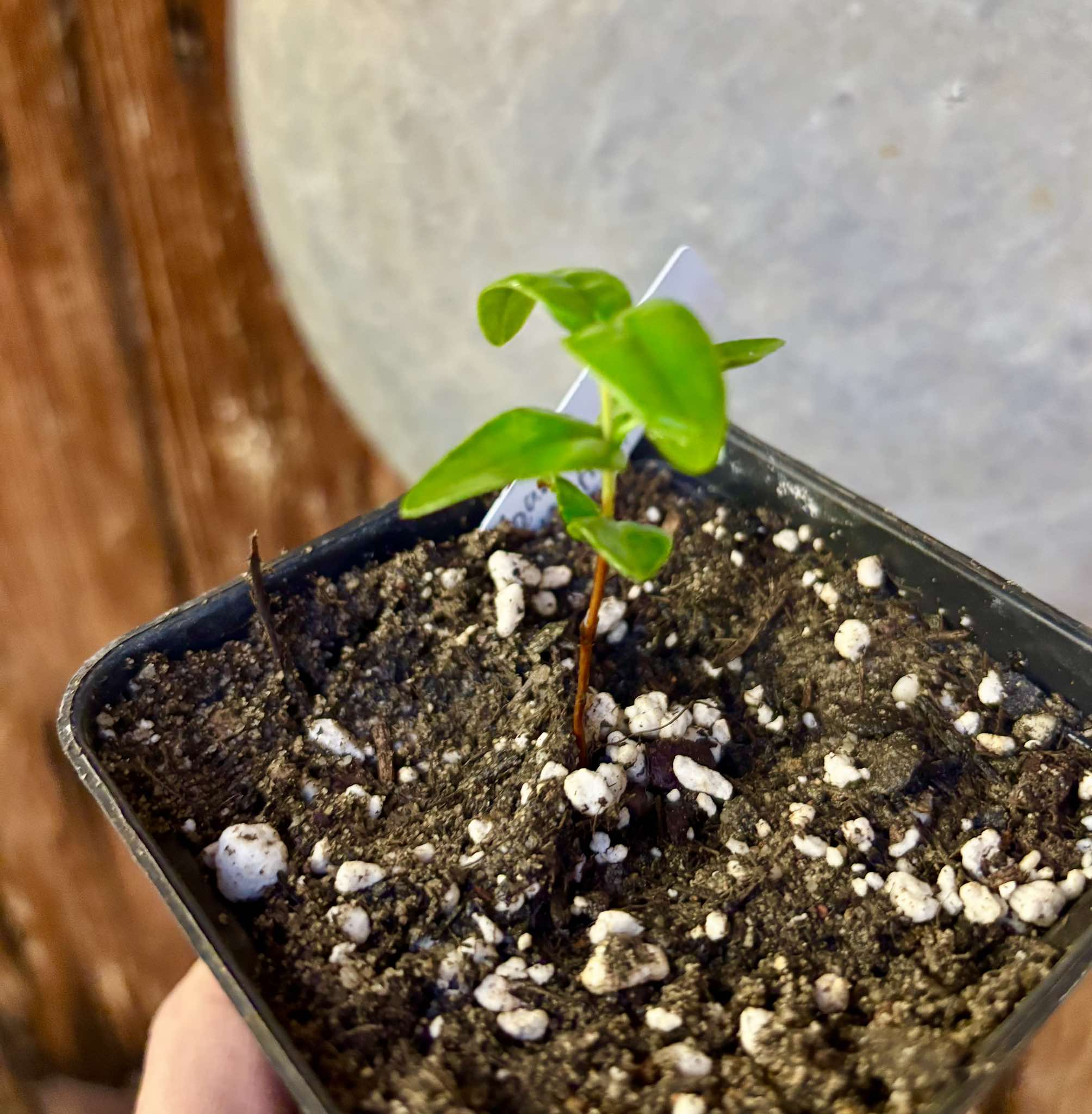 Manipuca - Mouriri elliptica - 1 small potted seedling / 1 kleiner, getopfter Sämling