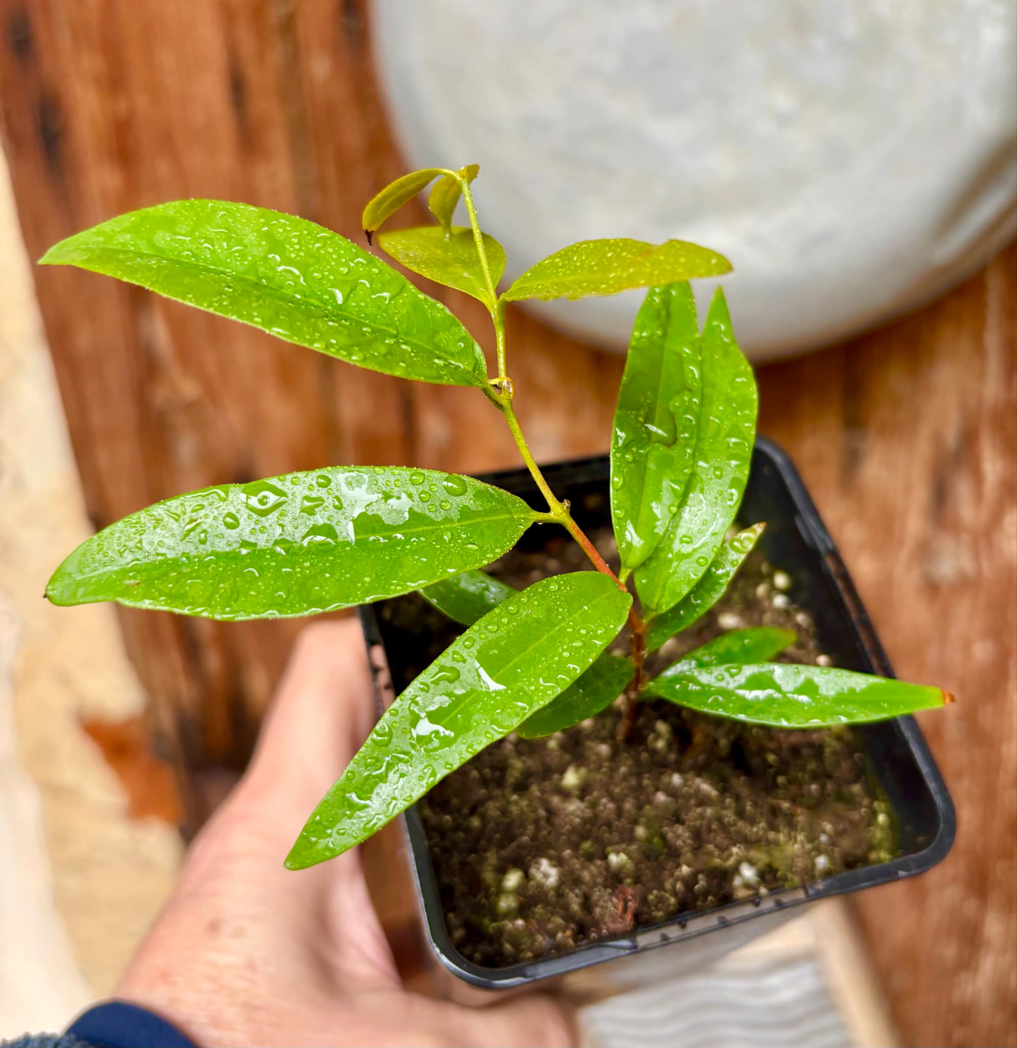 Marliera sp Cheirosa -  1 potted plant / 1 getopfte Pflanze