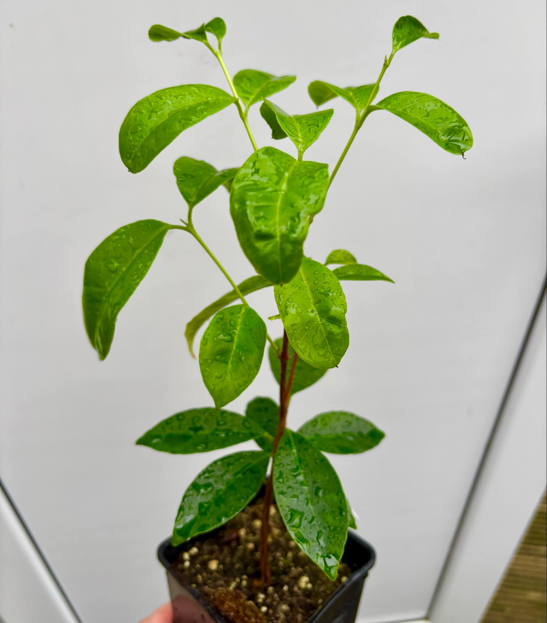 Eugenia flamingensis - 1 potted seedling / 1 getopfter Sämling