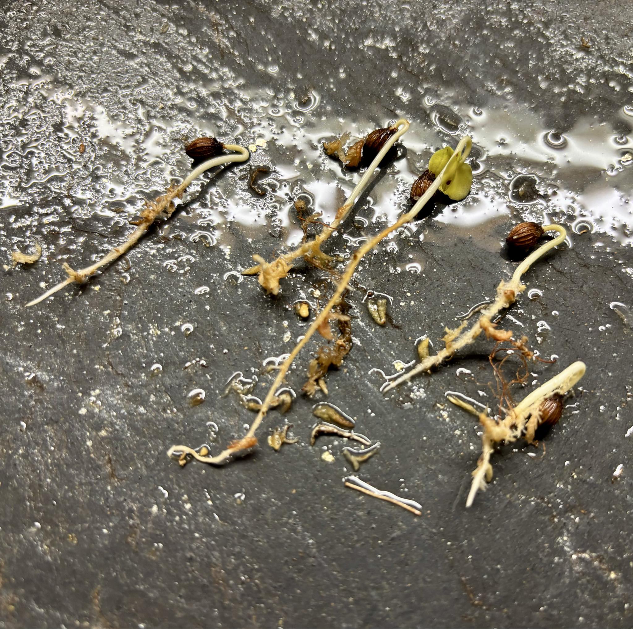 Pajaiu (Coccoloba cordata)  -  1 germinated seed / 1 gekeimter Samen