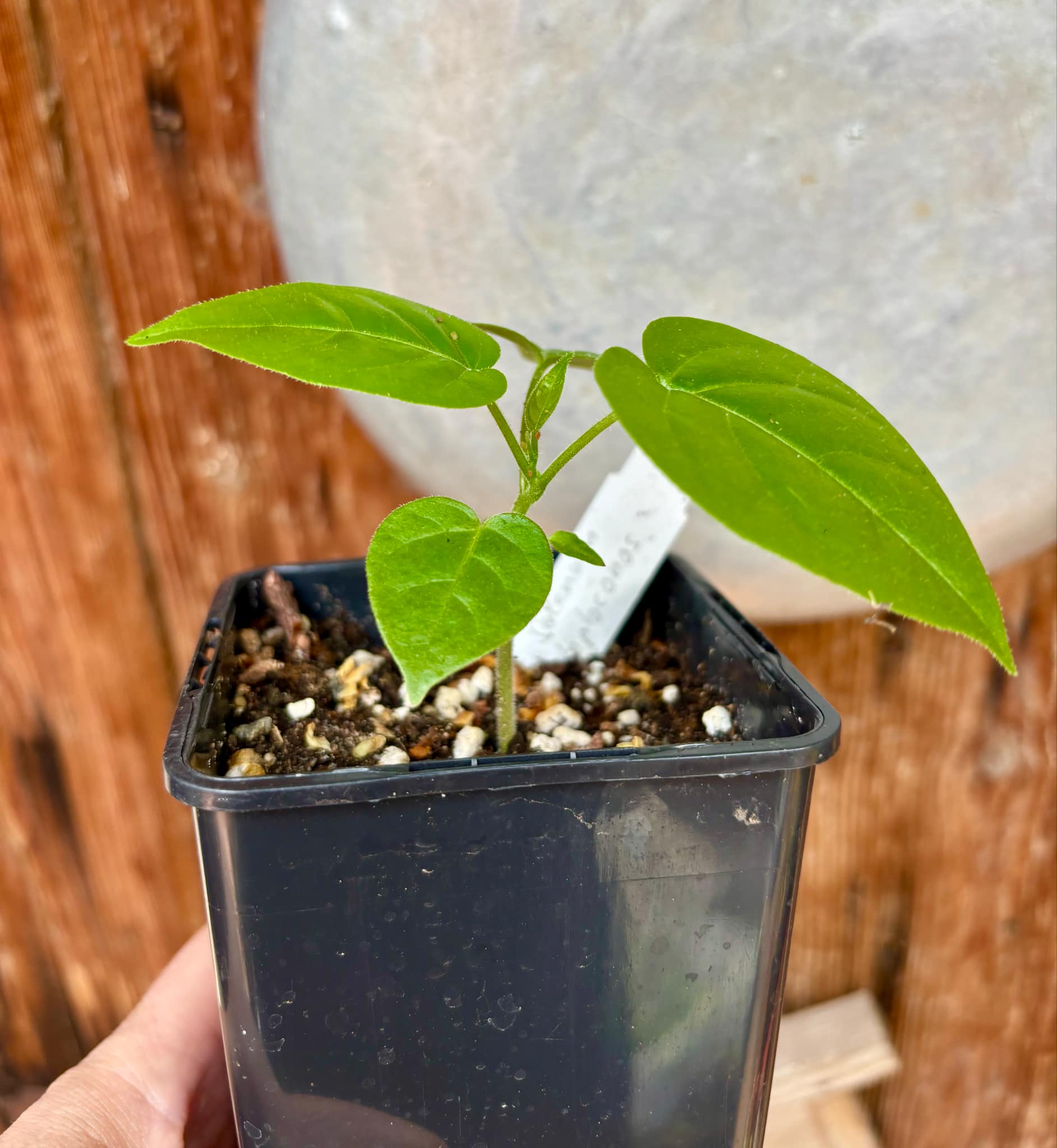 Guava Tamarillo (Solanum diploconos) - 1 small potted seedling / 1 kleiner, getopfter Sämling Guava Tamarillo (Solanum diploconos) - 1 small potted seedling / 1 kleiner, getopfter Sämling