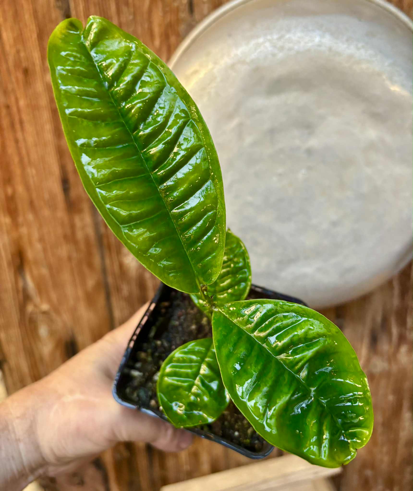 Gowok (Syzygium polycephalum) - 1 potted seedling / 1 getopfter Sämling Gowok (Syzygium polycephalum) - 1 potted seedling / 1 getopfter Sämling