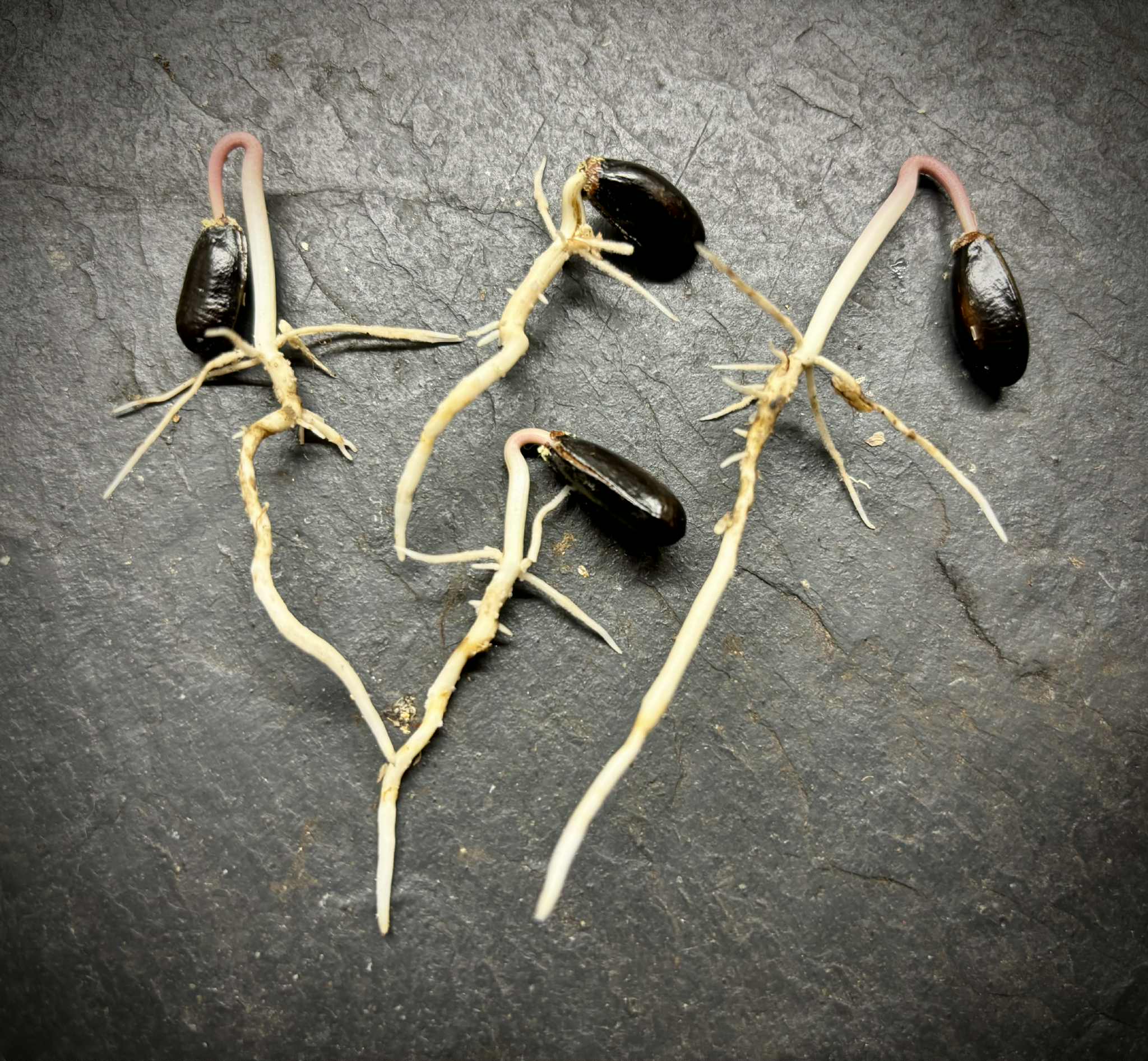 Annona squamosa var. Paxton prolific - 1 germinated seed / 1 gekeimter Samen