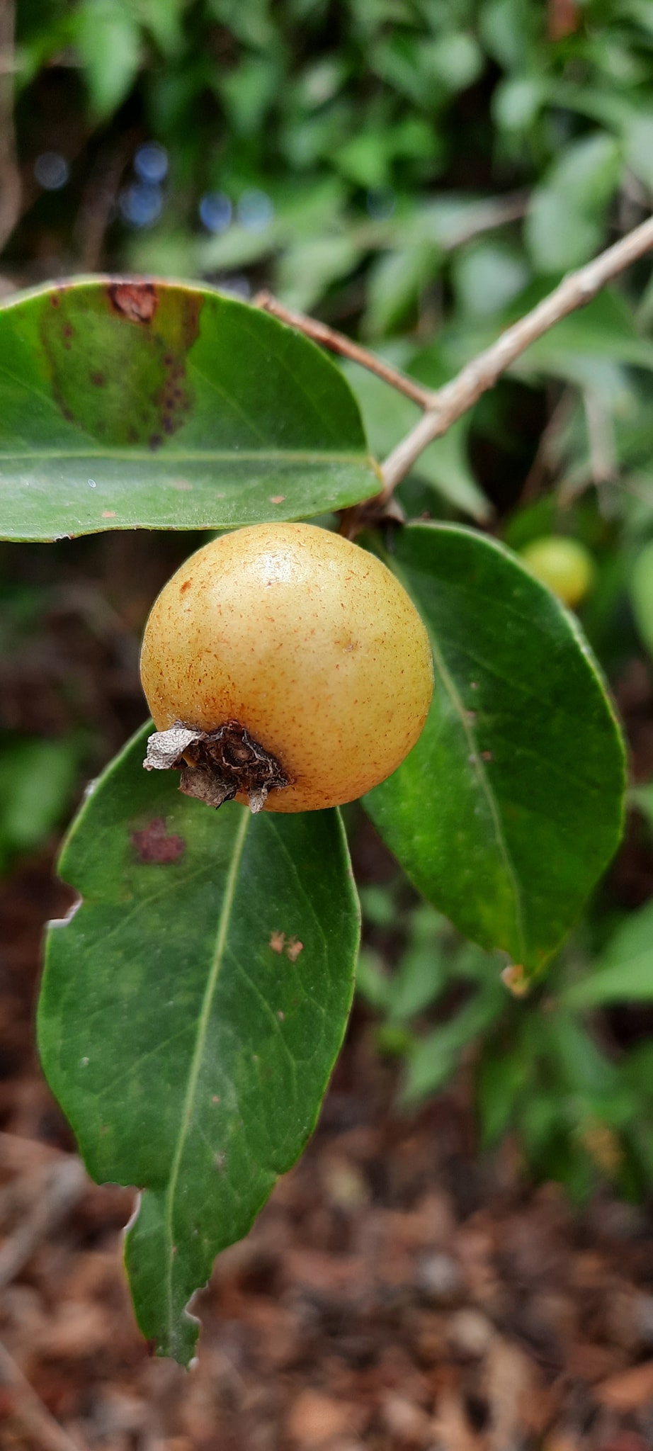 Guayabita (Psidium oligospermum) - 5 fresh seeds / 5 frische Samen Guayabita (Psidium oligospermum) - 5 fresh seeds / 5 frische Samen