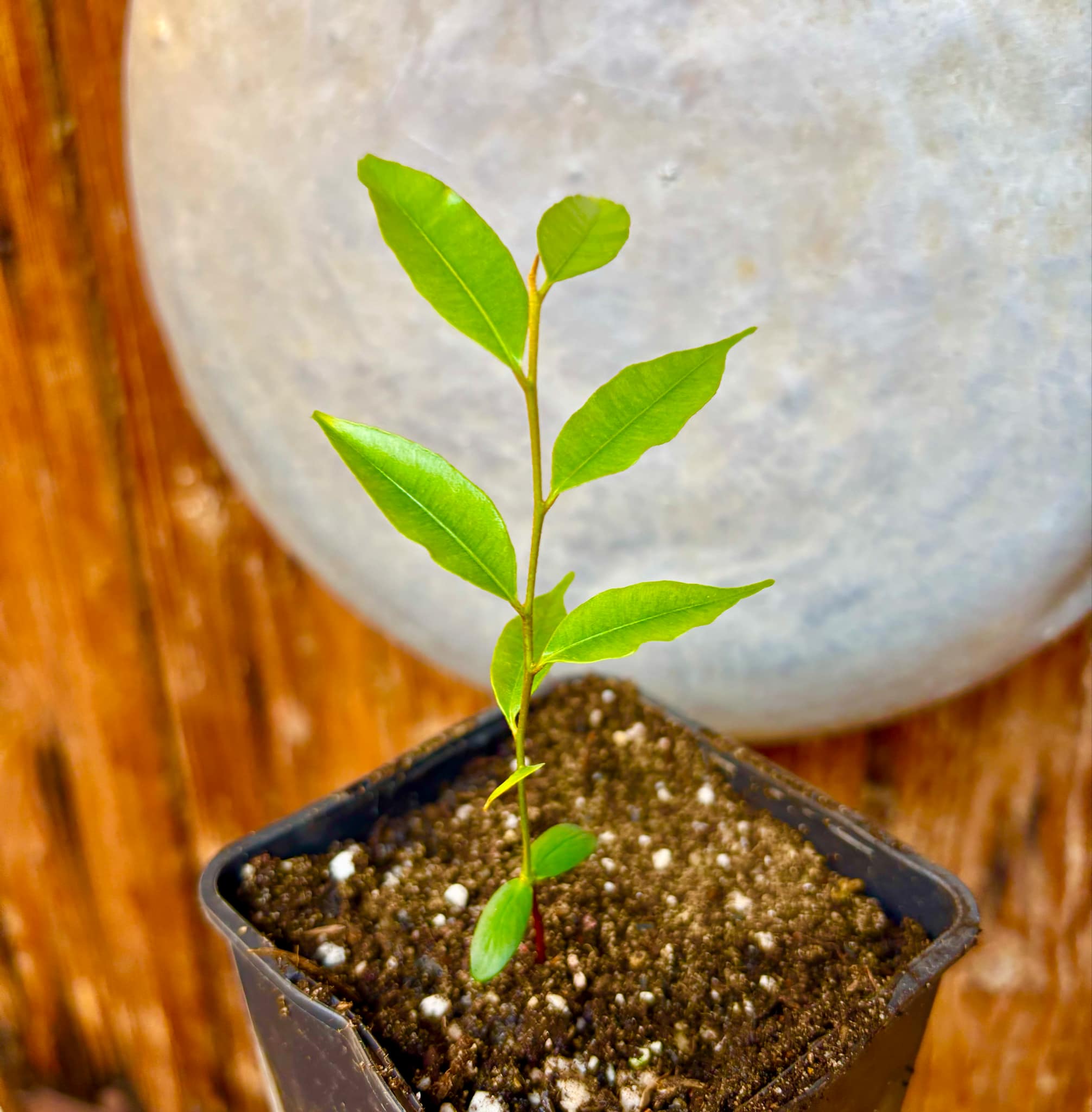 Abiuzinho - Micropholis venulosa  -  1 small potted seedling / 1 kleiner , getopfter Sämling