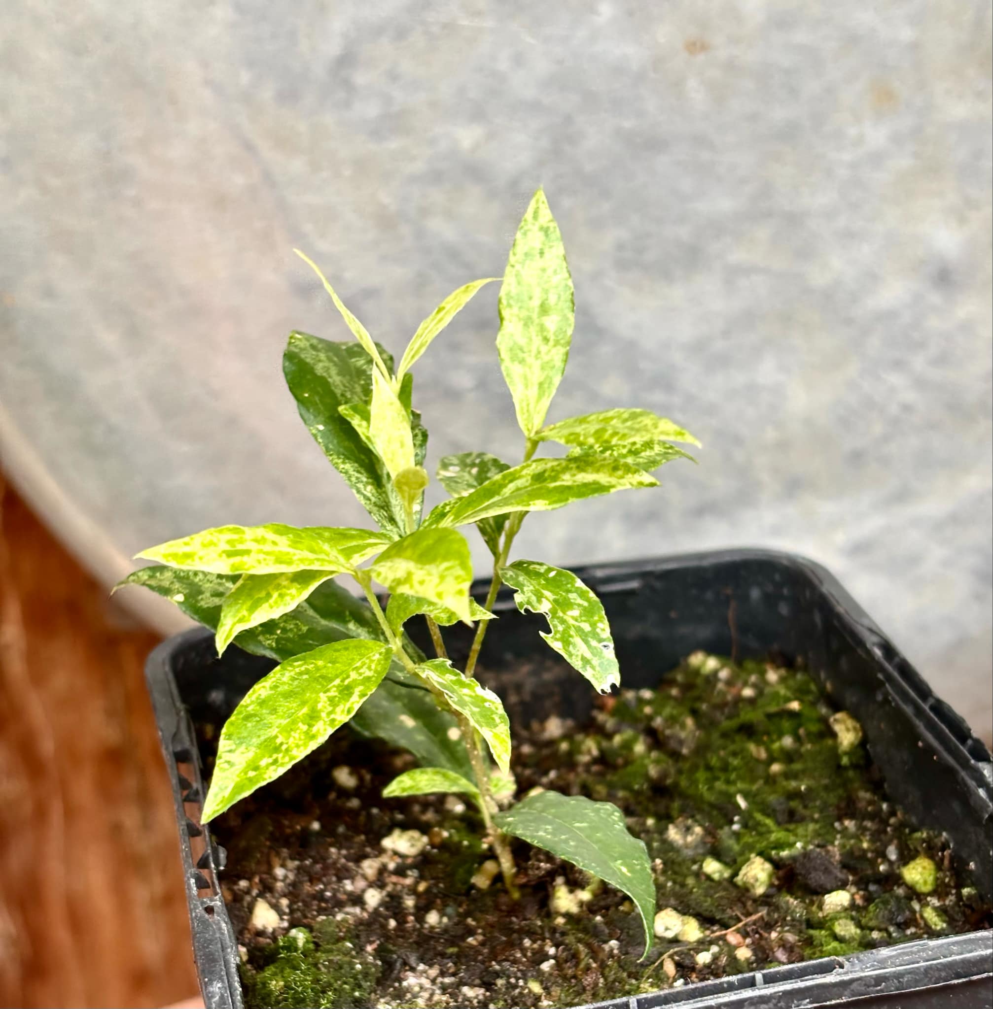 variegated Acerola (Malpighia glabra) rooted cutting - 1 potted rooted cutting / 1 getopfter, bewurzelter Steckling