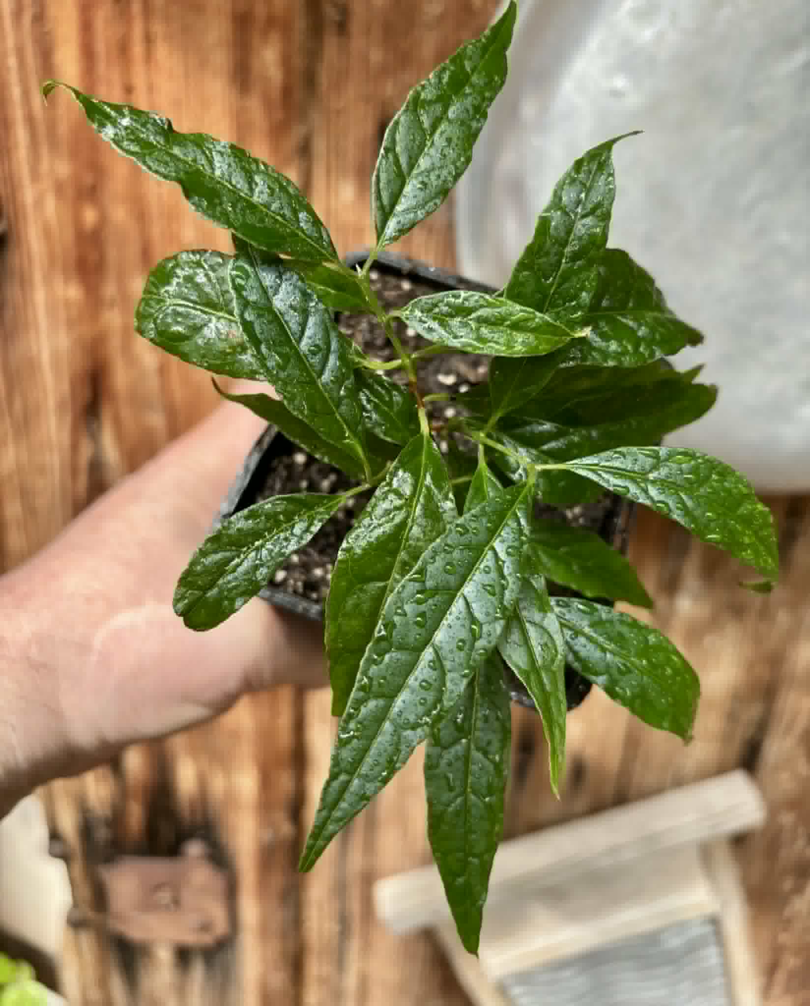 Guabiroba do Nordeste (Campomanesia ilhoensis) -  1 potted plant / 1 getopfte Pflanze