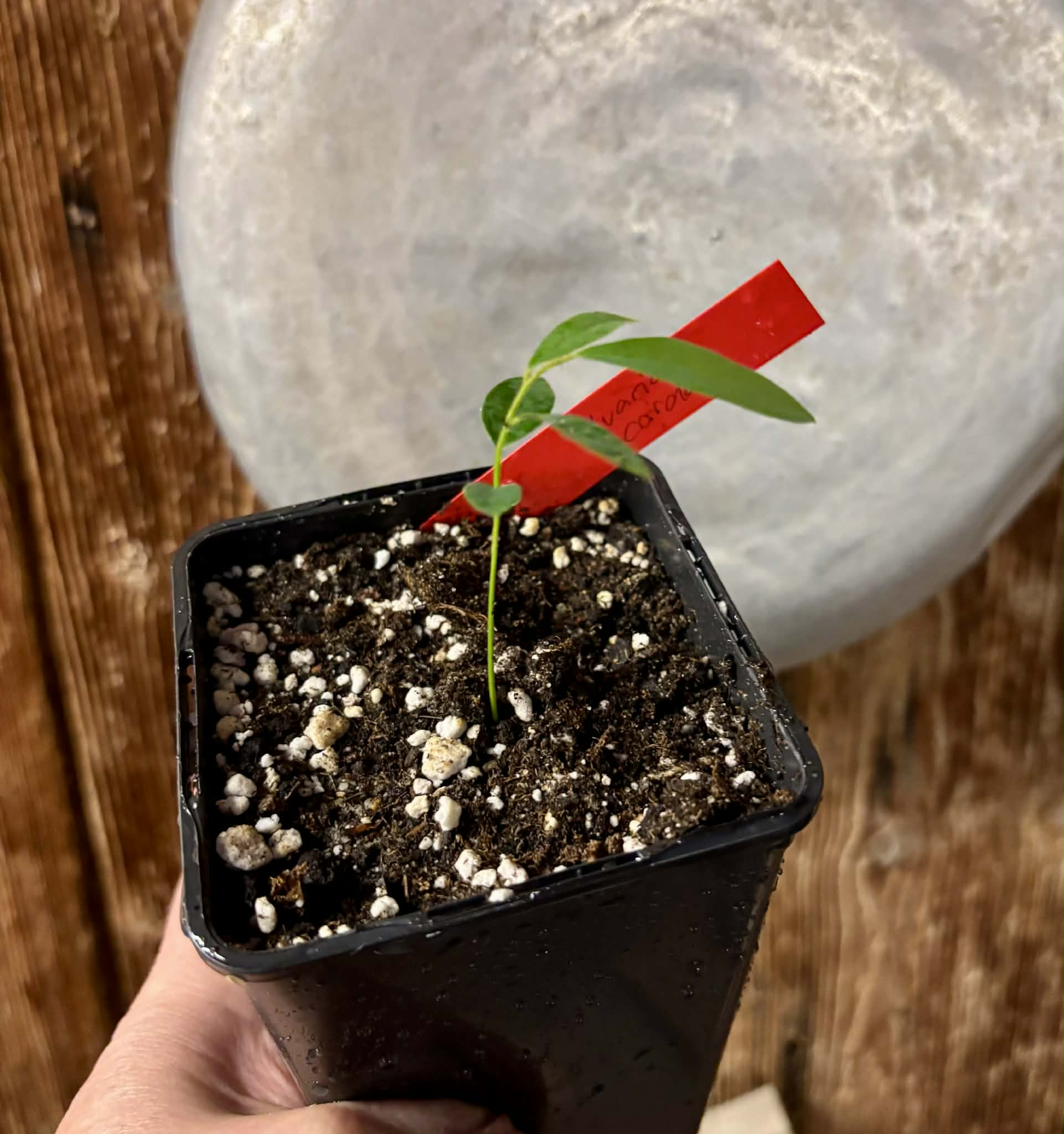 Uvaria cordata -  1 potted seedling / 1 getopfter Sämling