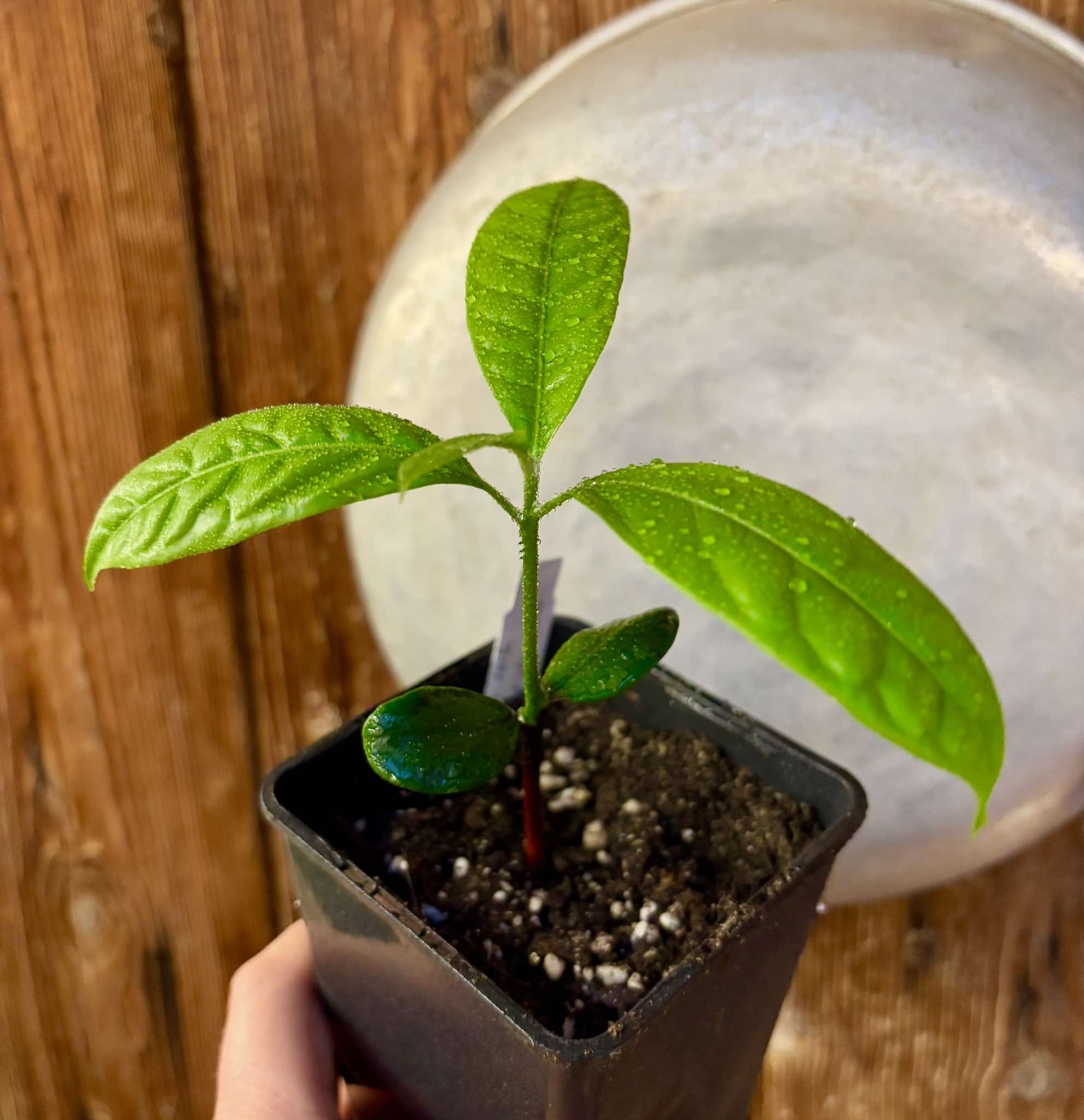 last seedling - Pouteria torta var. BIG Sul da Bahia  -  1 small potted seedling / 1 kleiner, getopfter Sämling