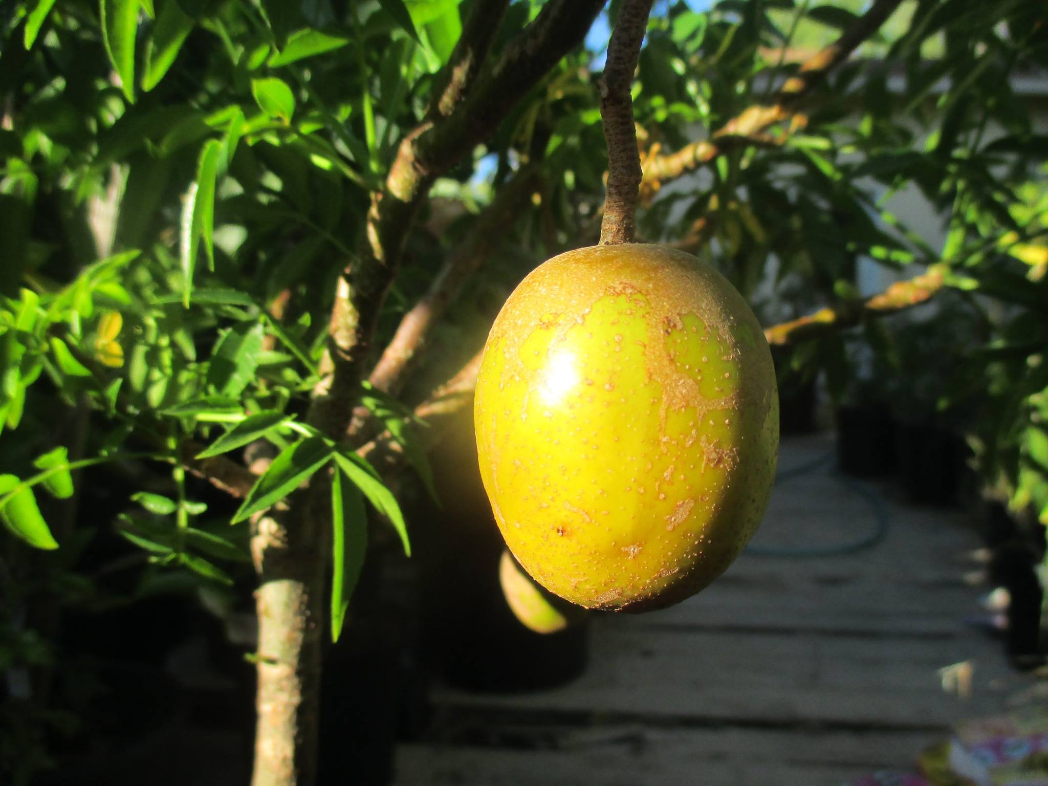 Spondias dulcis - 1 small potted seedling / 1 kleiner, getopfter Sämling Spondias dulcis - 1 small potted seedling / 1 kleiner, getopfter Sämling