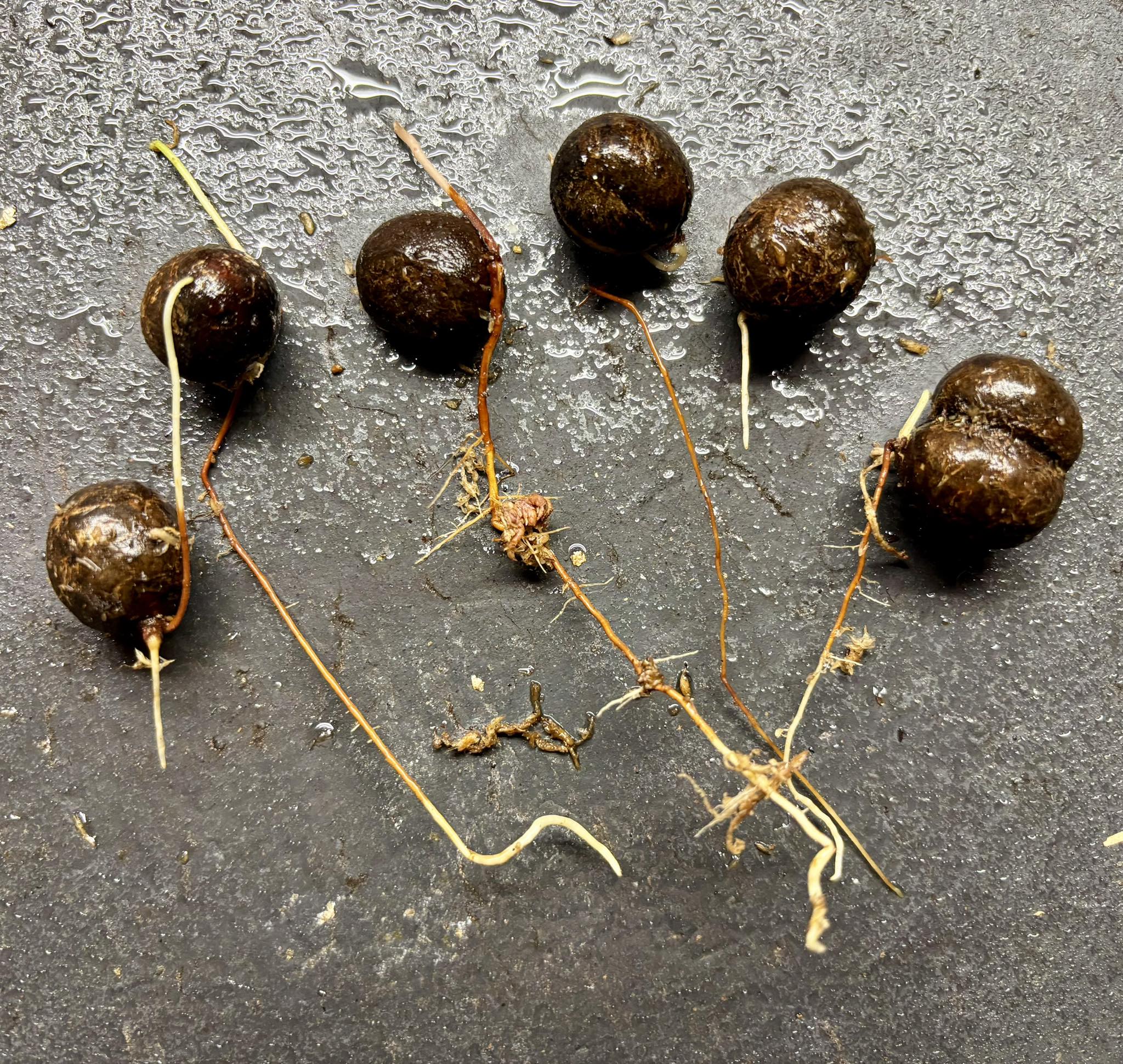 Myrciaria sp Nordestina - 1 germinated seed / 1 gekeimter Samen
