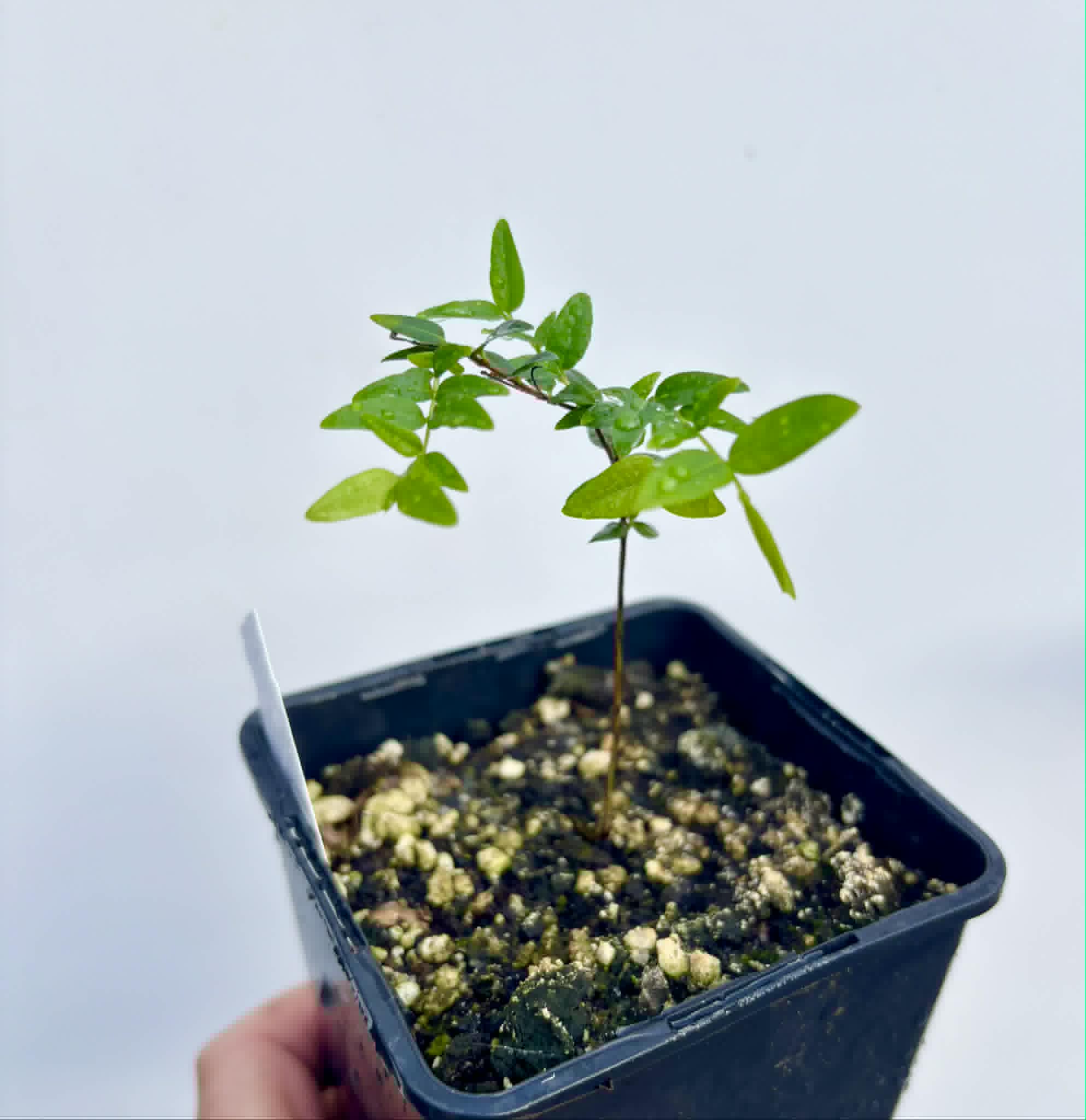 Myrciaria cuspidata ORANGE - 1 potted plant / 1 getopfte Pflanze