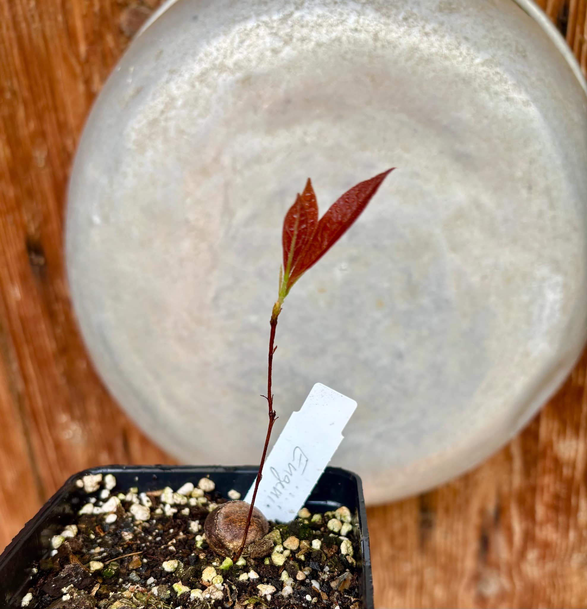Eugenia campininha  -  1 potted plant / 1 getopfte Pflanze