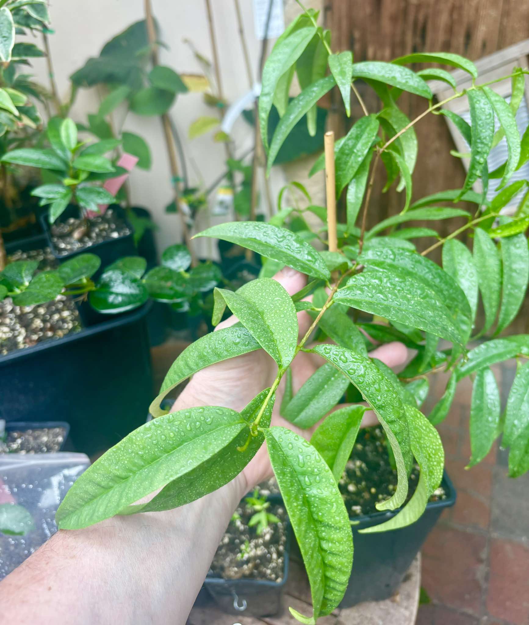 Eugenia sp sect racemosa -  1 potted plant / 1 getopfte Pflanze