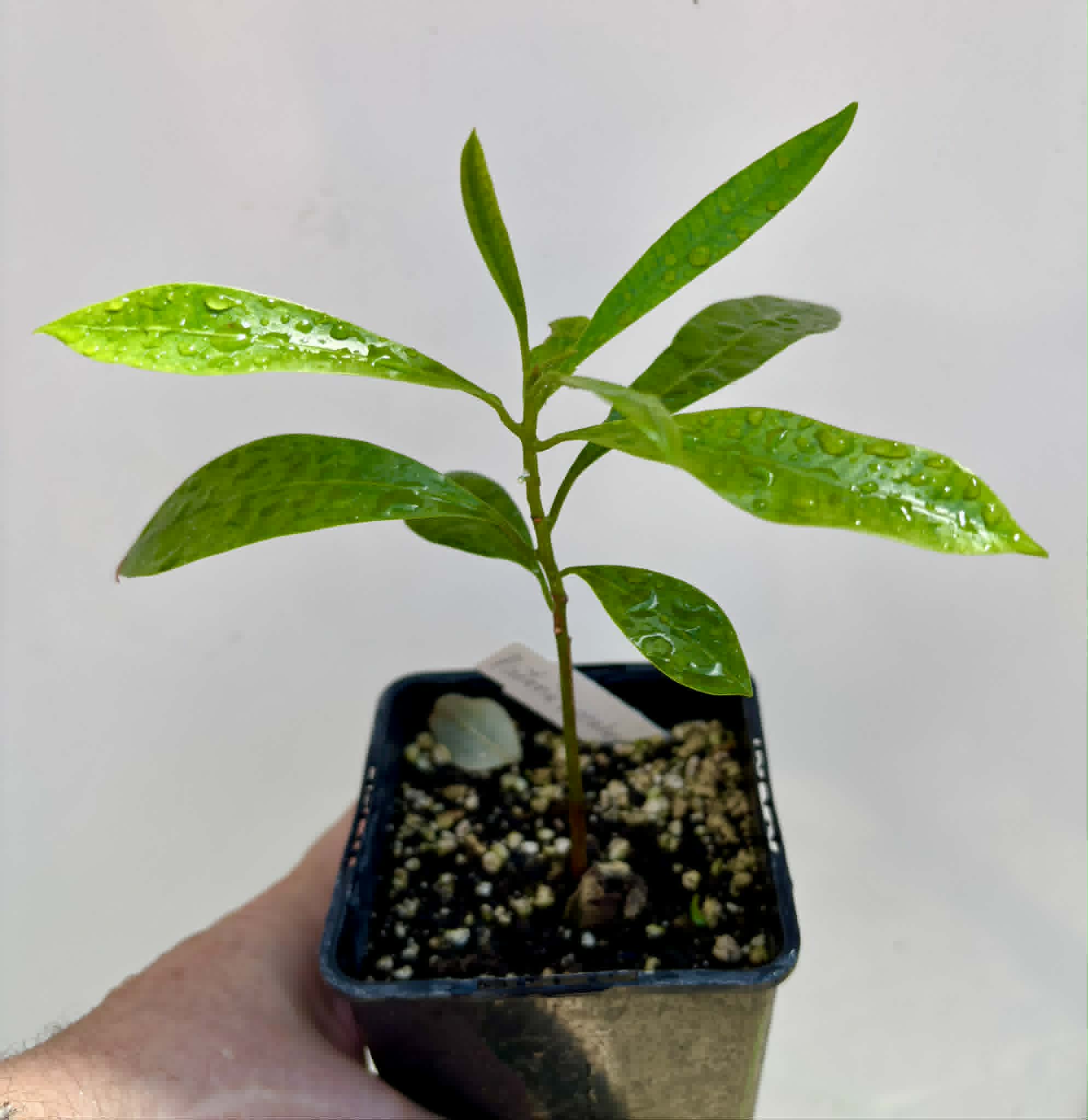 Pouteria macahensis - 1 potted seedling / 1 getopfter Sämling