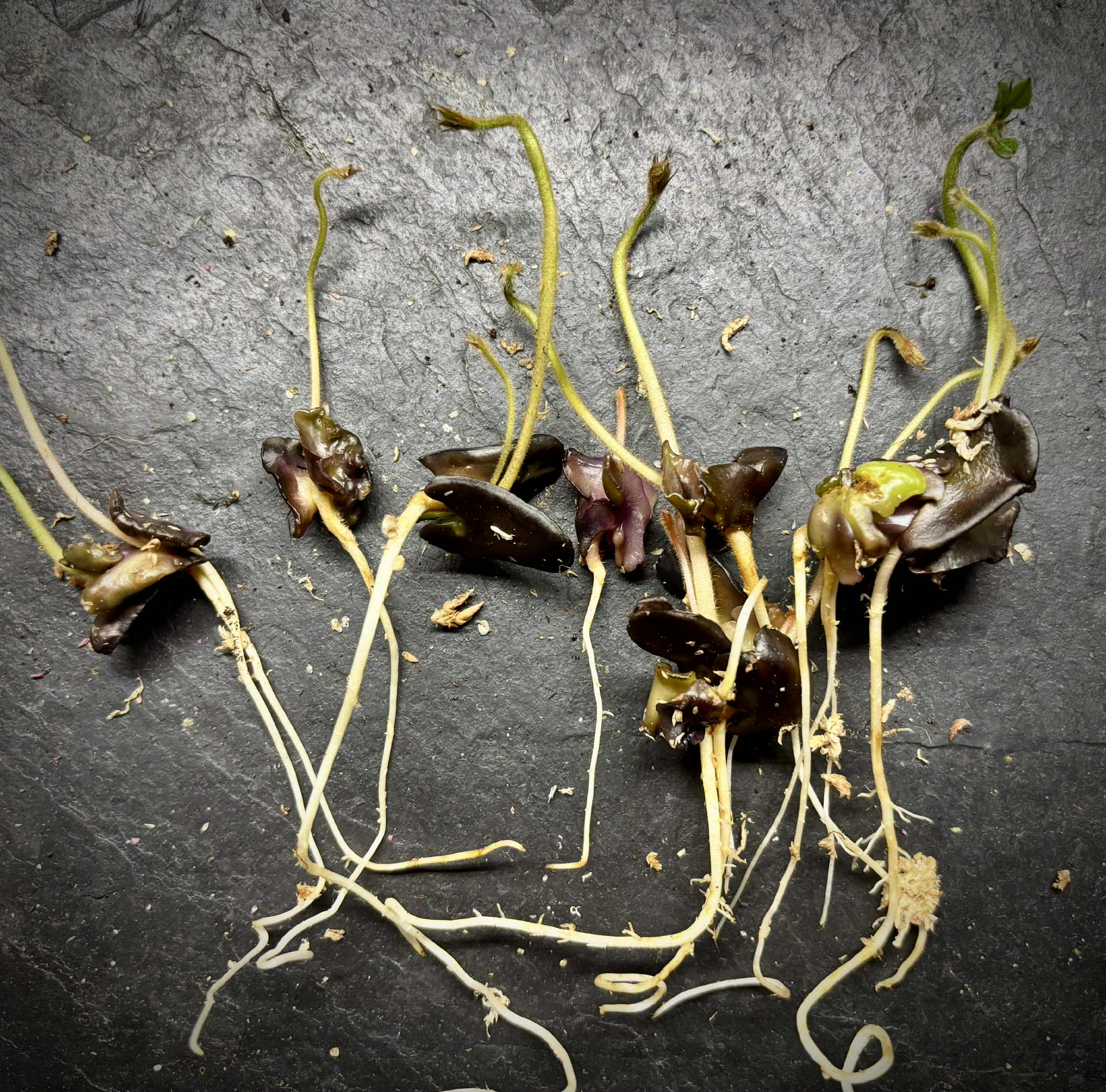 Inga feuilleei - Pacay Ice Cream Bean - 1 germinated seed / 1 gekeimter Samen