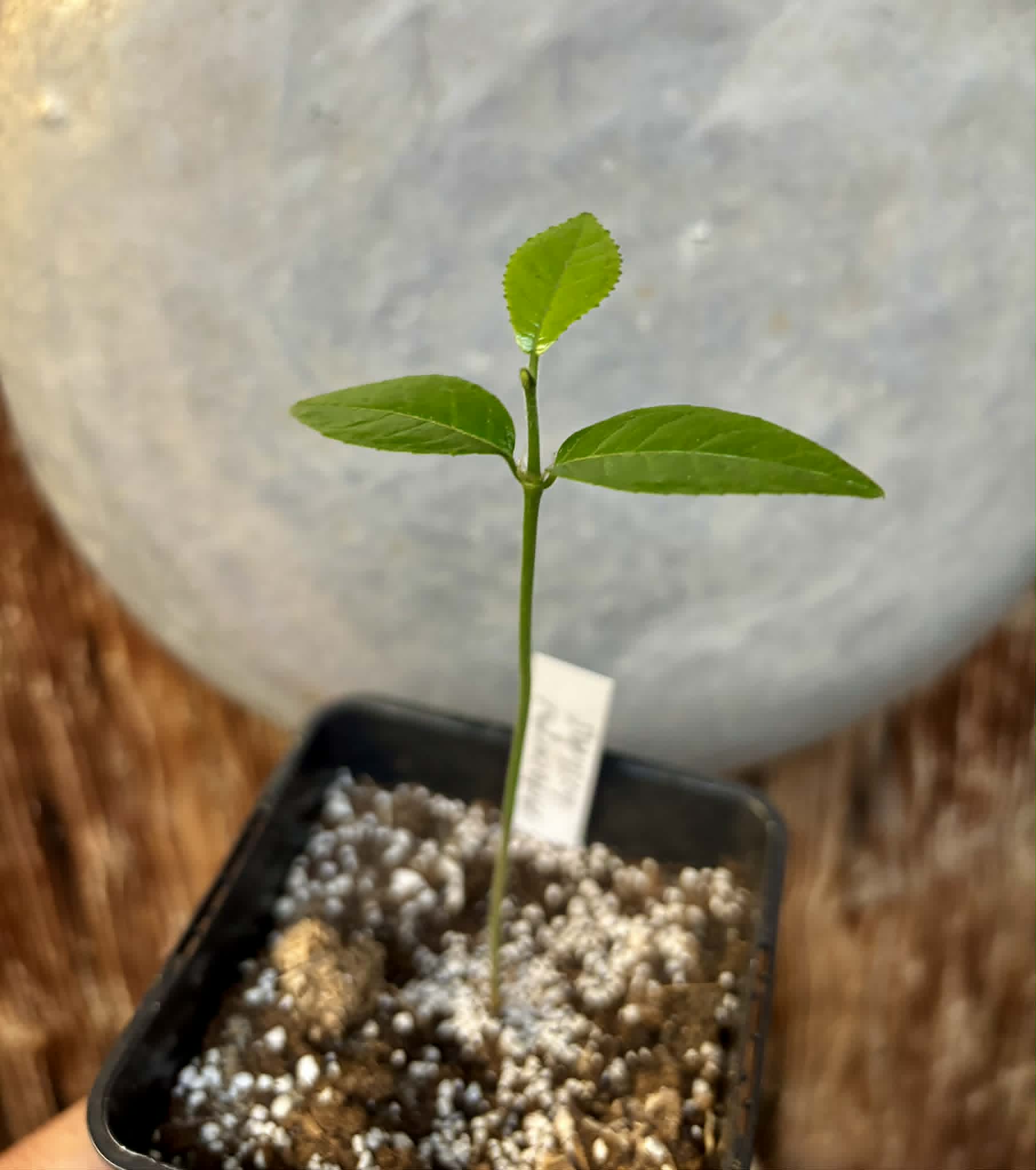 Artocarpus hirsutus  -  1 potted seedling / 1 getopfter Sämling