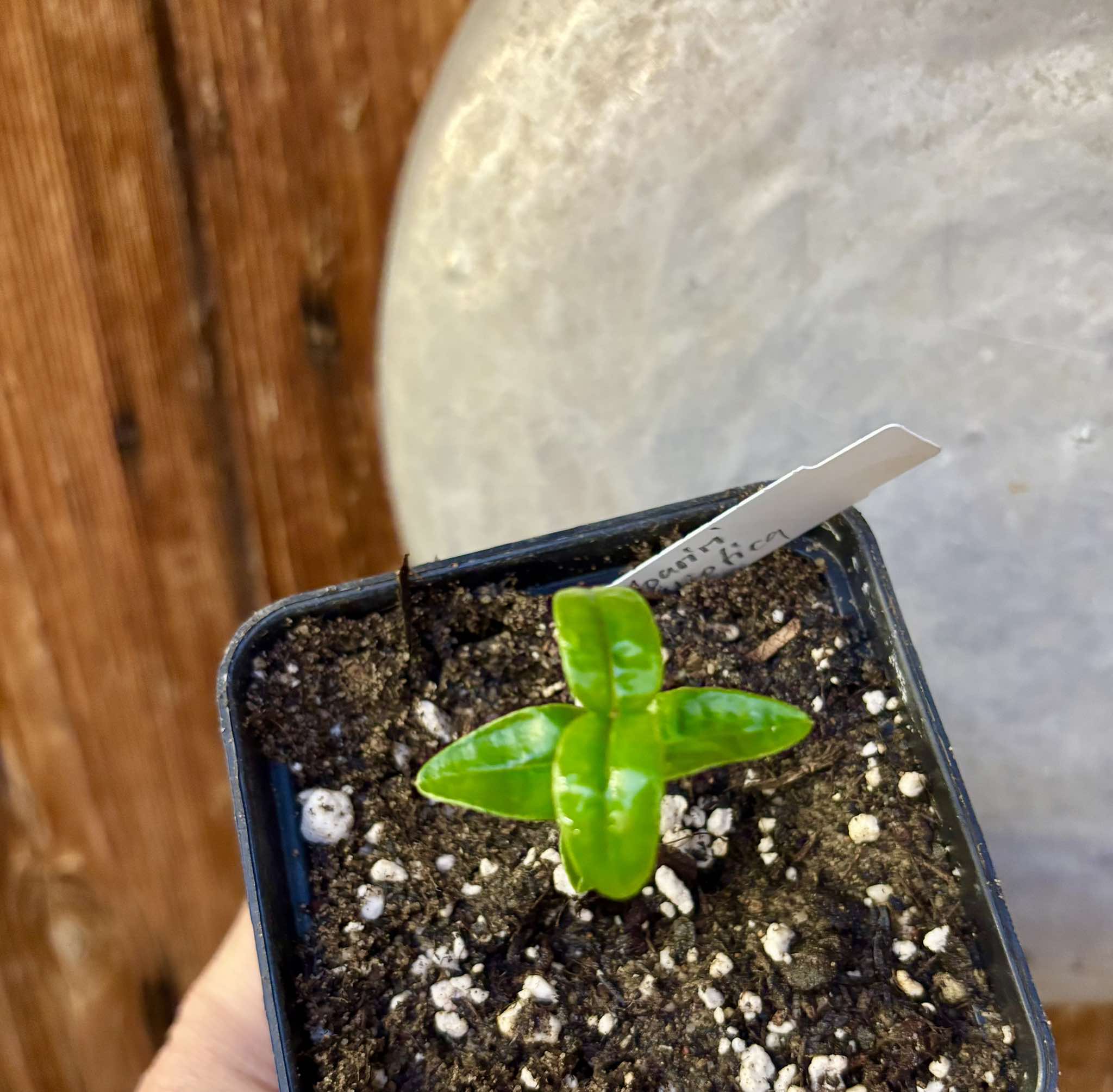 Manipuca - Mouriri elliptica - 1 small potted seedling / 1 kleiner, getopfter Sämling