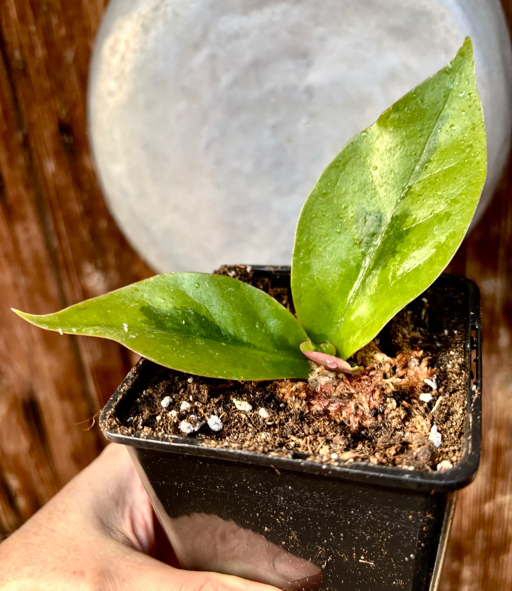 Variegated Barbados Gooseberry - (Pereskia aculeata) - 1 potted plant / 1 getopfte Pflanze