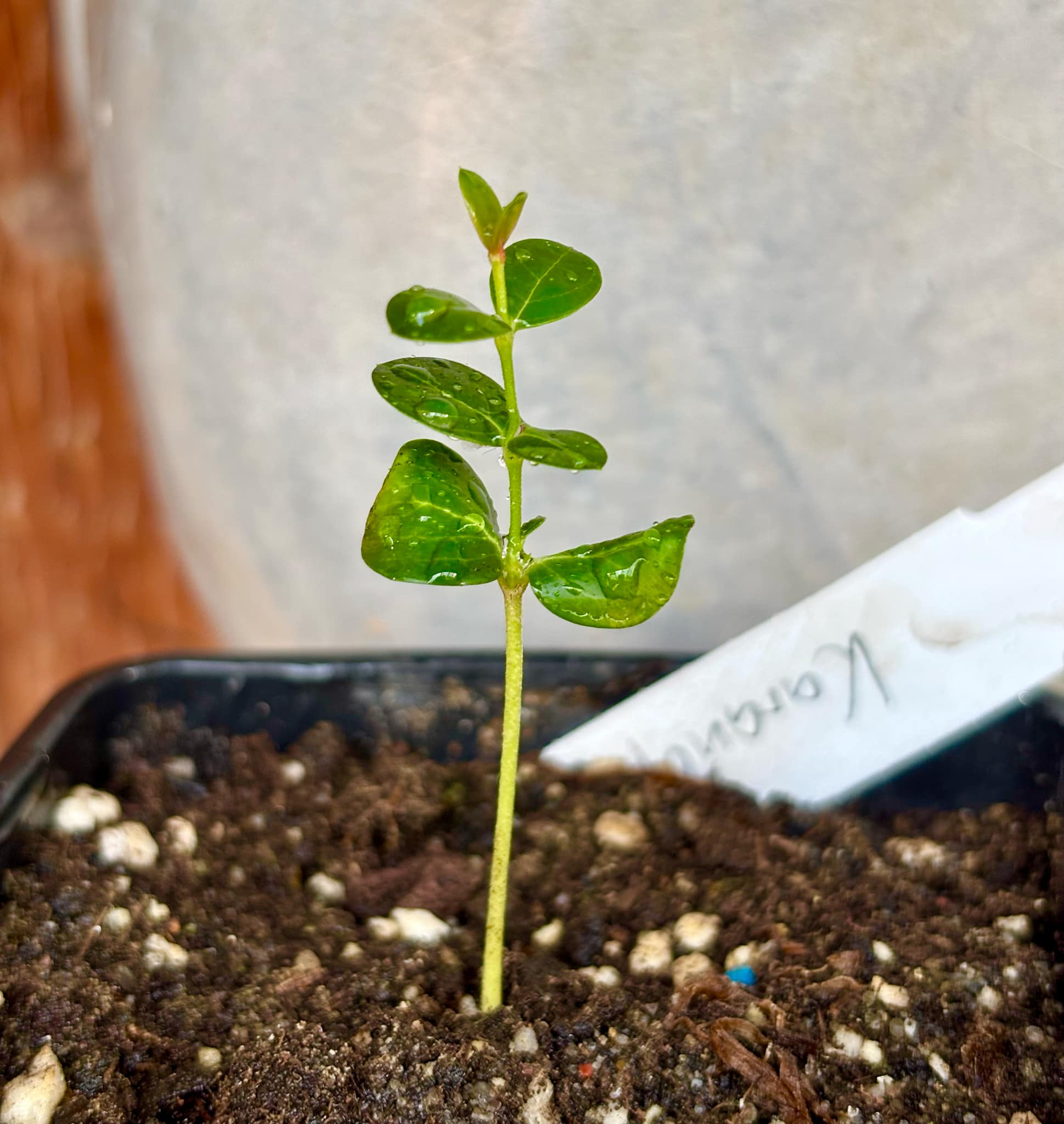 Carissa carandas - Karanda / 1 small potted seedling / 1 kleiner getopfter Sämling Carissa carandas - Karanda / 1 small potted seedling / 1 kleiner getopfter Sämling