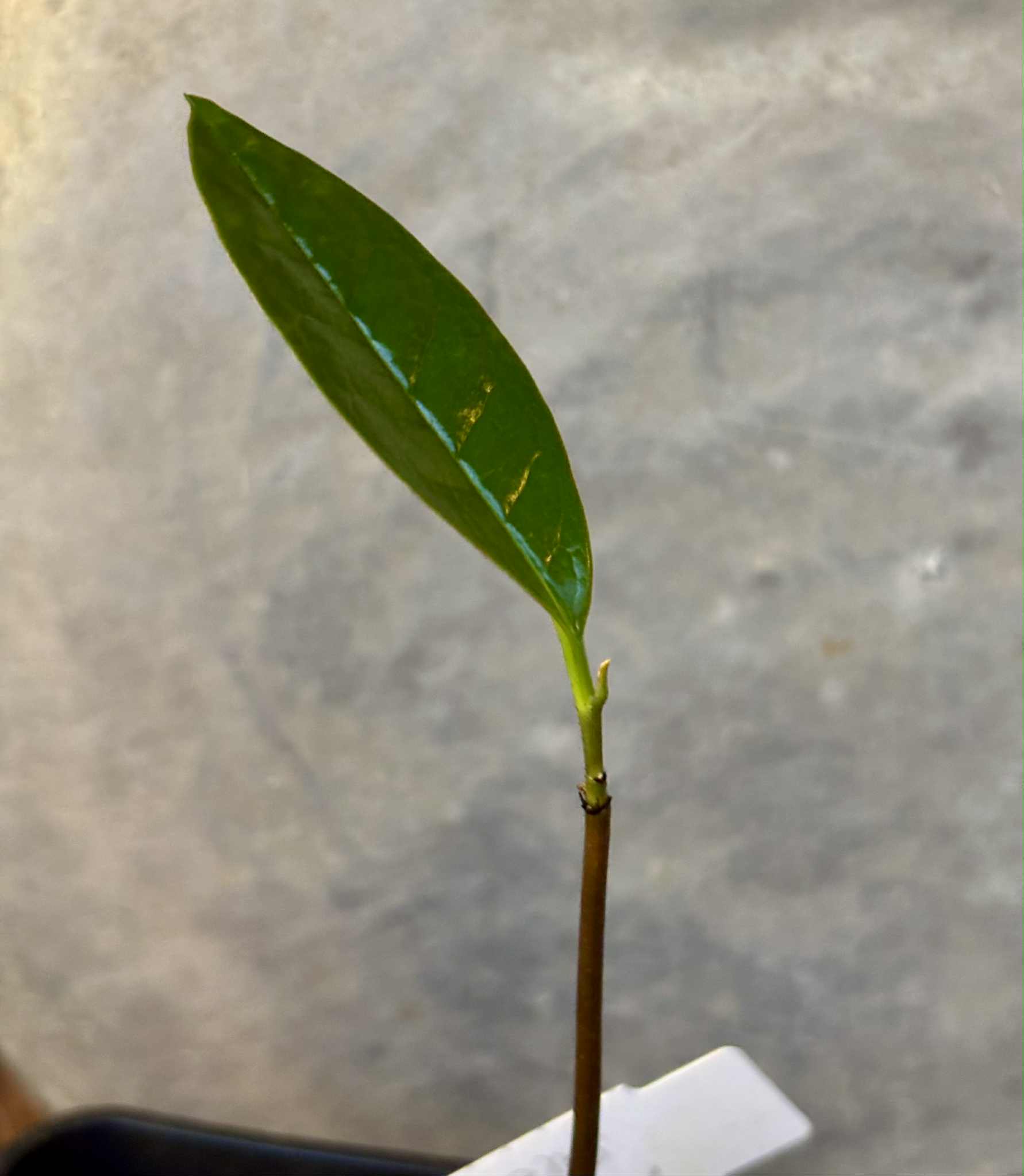 Annona salzmannii - 1 potted seedling / 1 getopfter Sämling