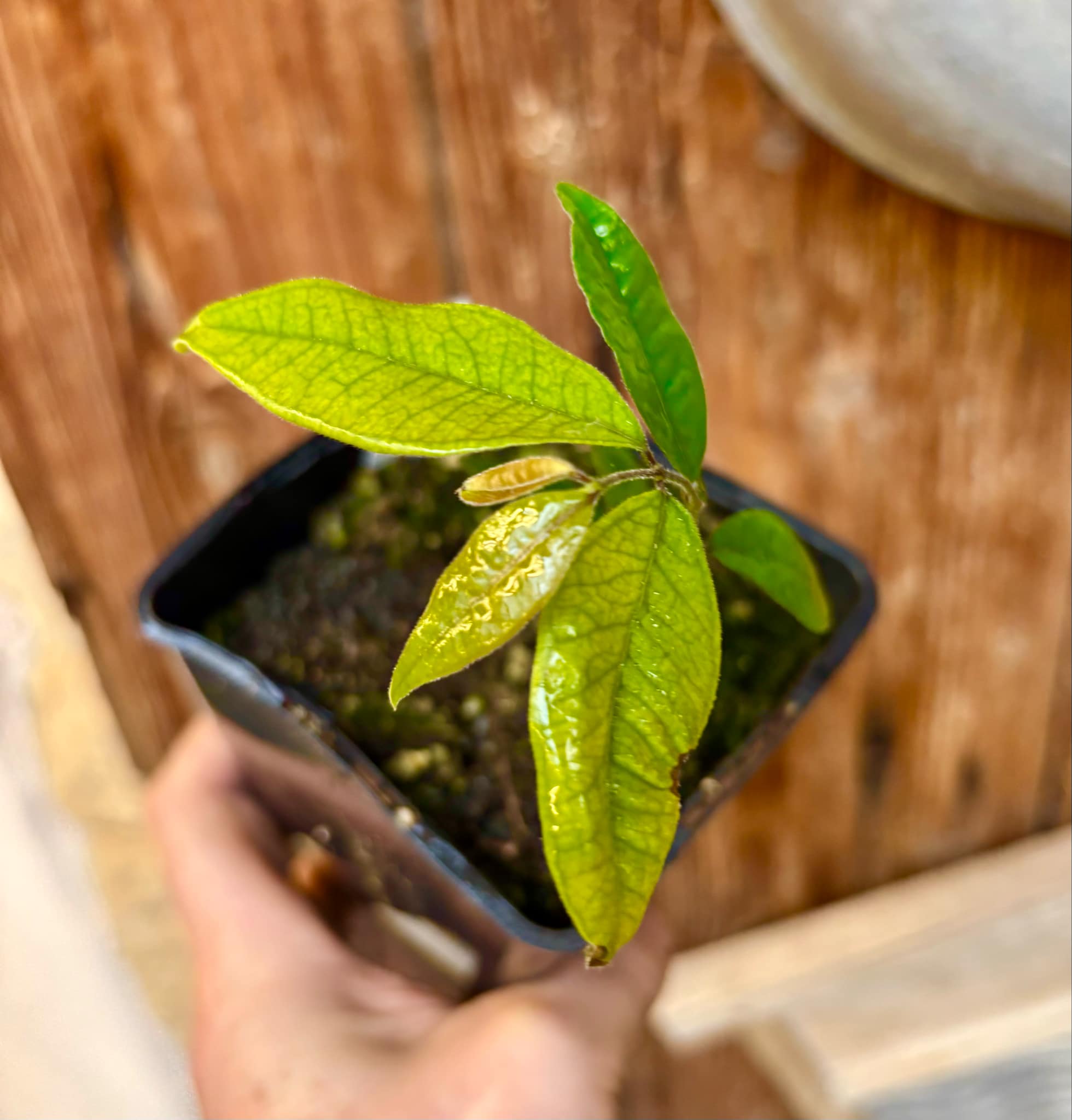 Eugenia sp Guajuba suave -  1 small potted seedling / 1 kleiner, getopfter Sämling
