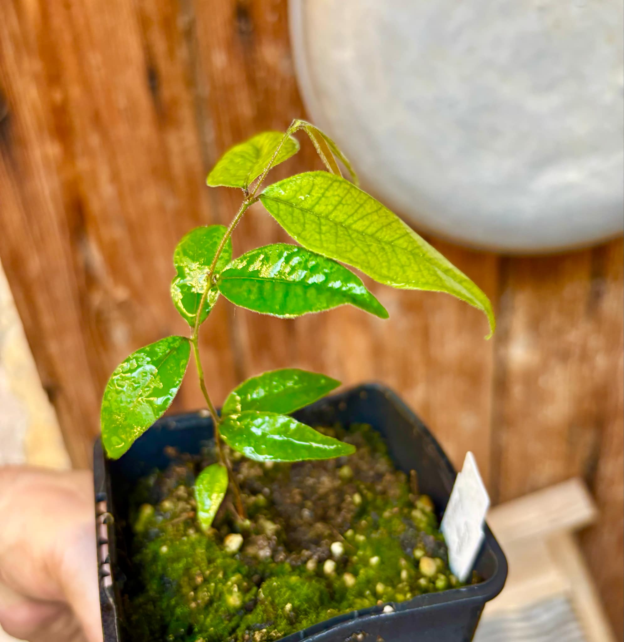 Eugenia sp Guajuba suave -  1 small potted seedling / 1 kleiner, getopfter Sämling