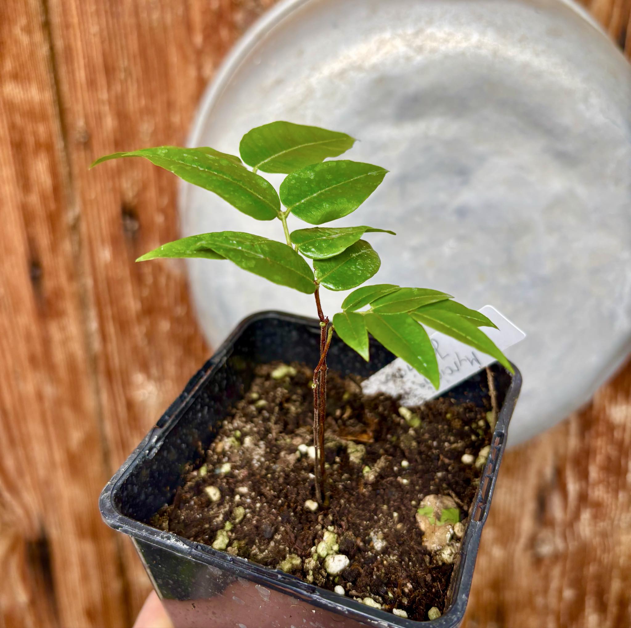 Myrciaria sp Jaboticaba - 1 potted plant / 1 getopfte Pflanze Myrciaria sp Jaboticaba - 1 potted plant / 1 getopfte Pflanze