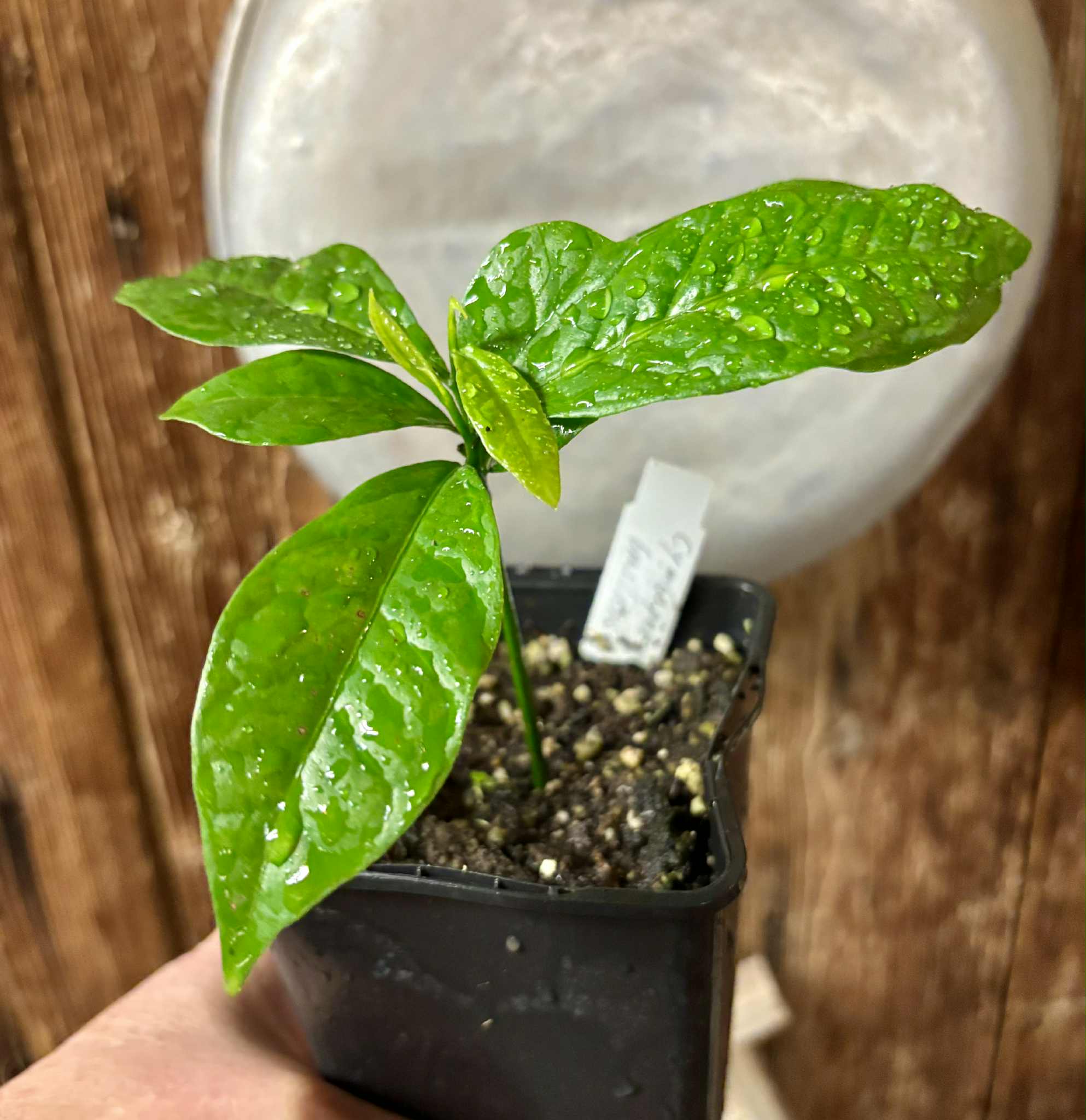 Cymbopetalum brasiliensis - 1 potted seedling / 1 getopfter Sämling
