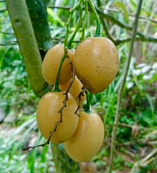 Guava Tamarillo (Solanum diploconos) - 1 fresh seed / 1 frischer Samen