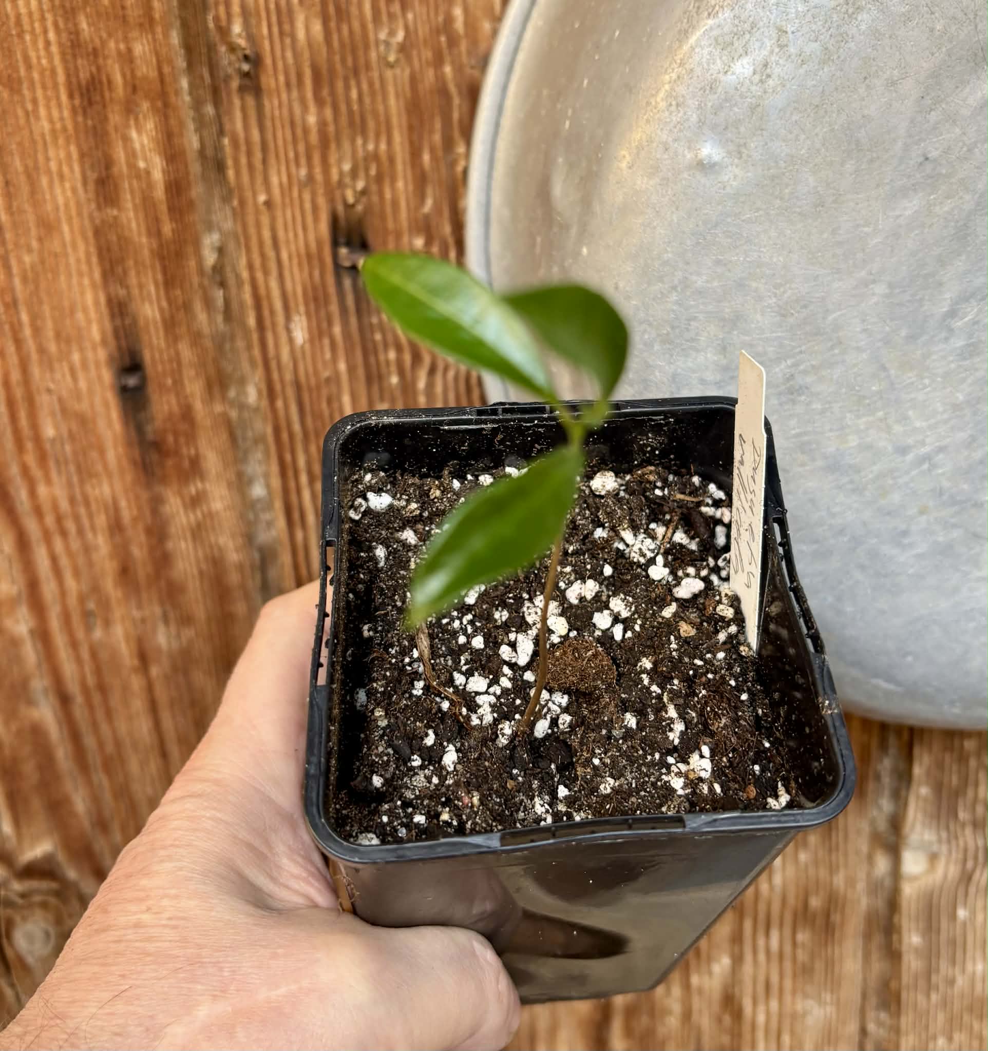 Duguetia cf. vallicola  - 1 small potted seedling / 1 kleiner, getopfter Sämling