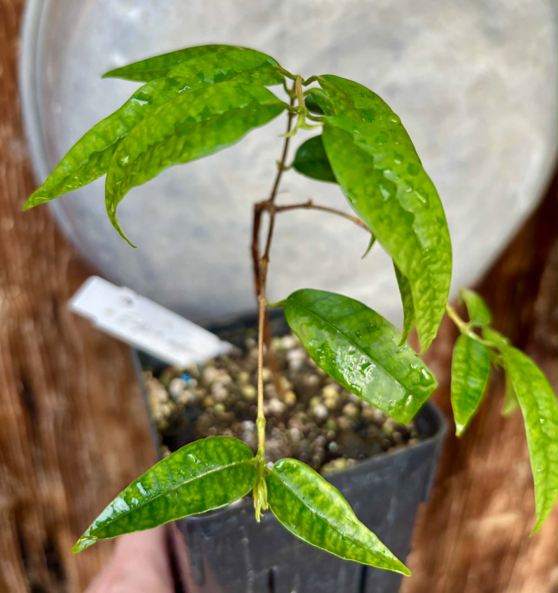 Eugenia anthropophaga - 1 potted plant / 1 getopfte Pflanze