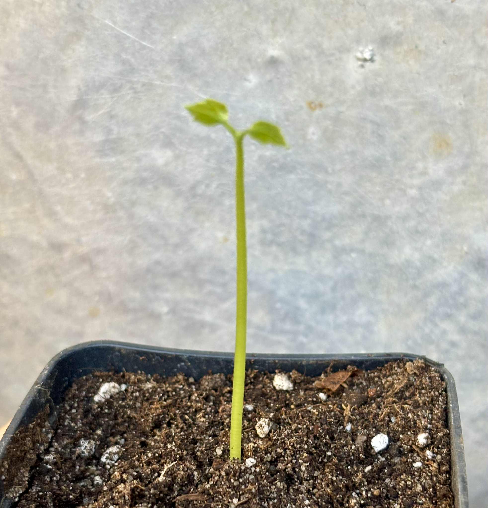 Psiguria umbrosa - 1 small potted seedling / 1 kleiner, getopfter Sämling