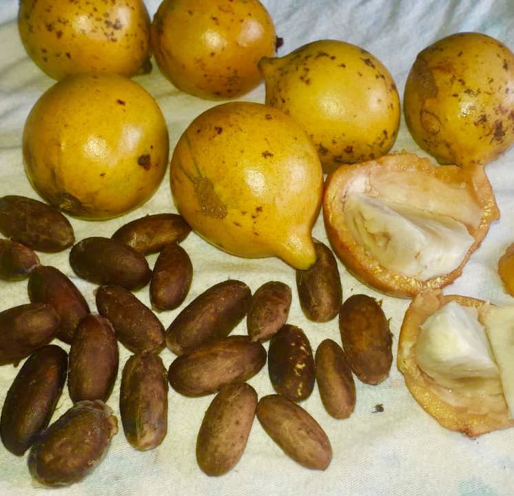Garcinia sp Tupari - 1 fresh seed / 1 frischer Samen