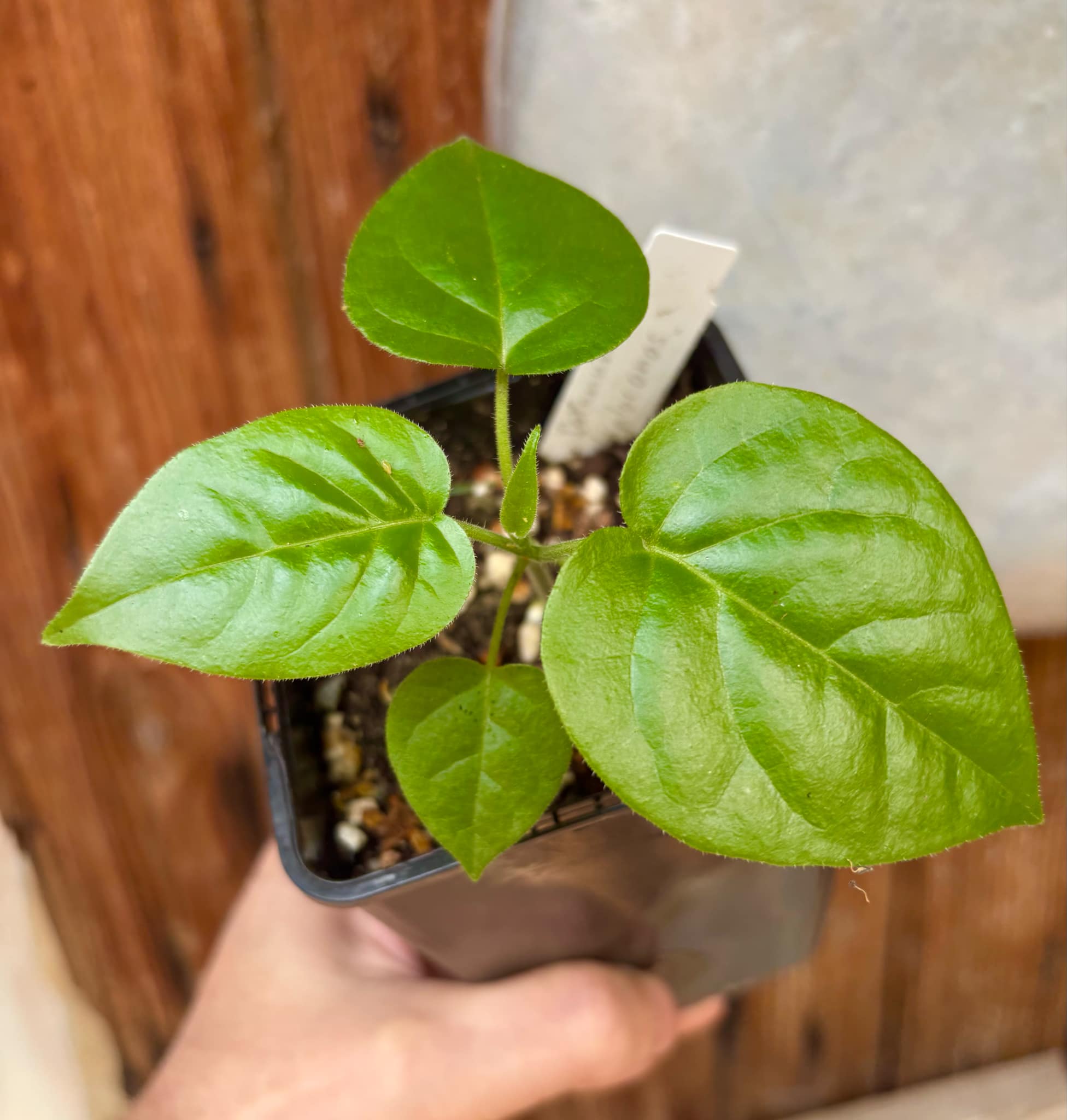 Guava Tamarillo (Solanum diploconos) - 1 small potted seedling / 1 kleiner, getopfter Sämling Guava Tamarillo (Solanum diploconos) - 1 small potted seedling / 1 kleiner, getopfter Sämling