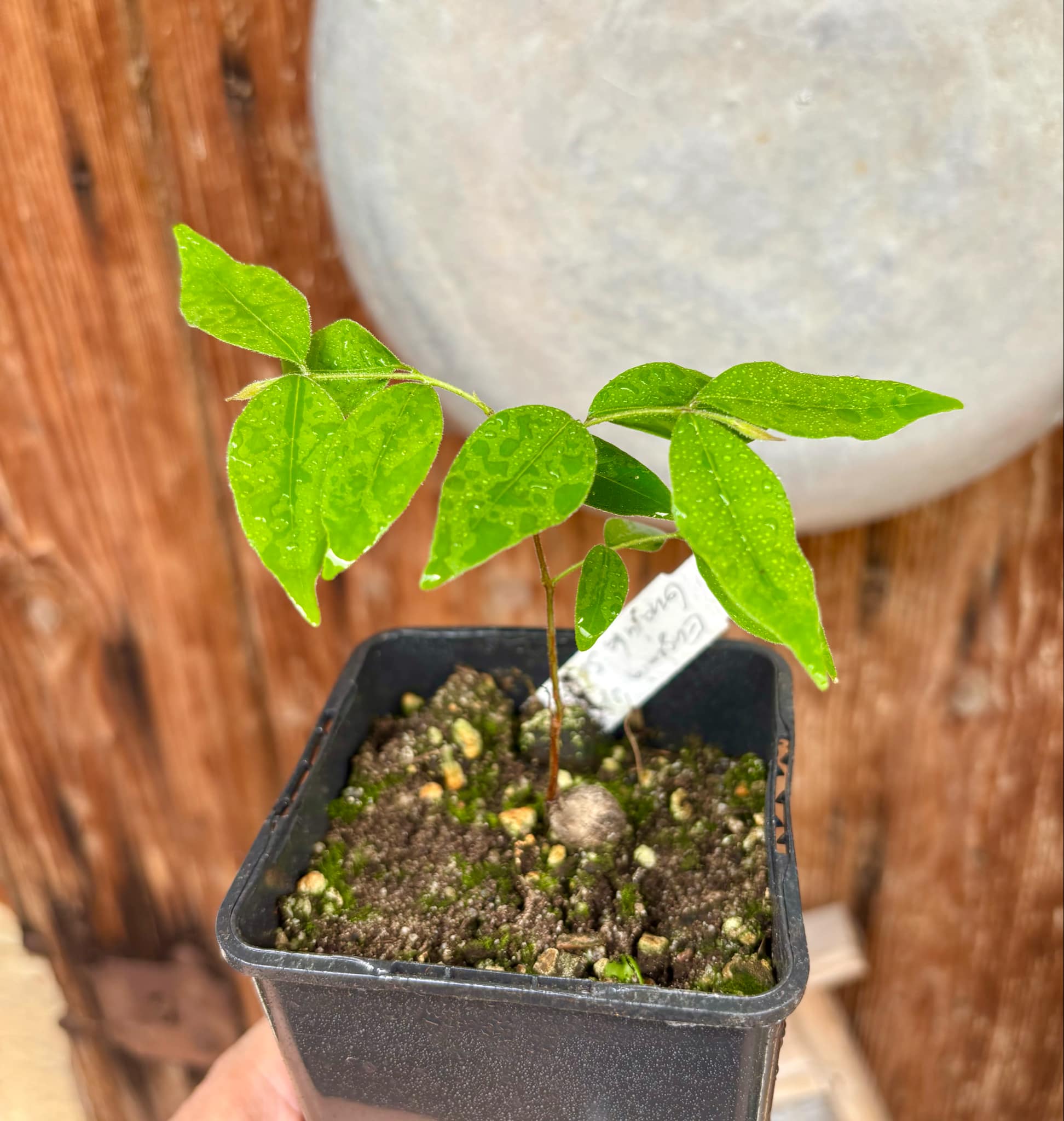 Eugenia sp Guajuba suave -  1 potted seedling / 1 getopfter Sämling