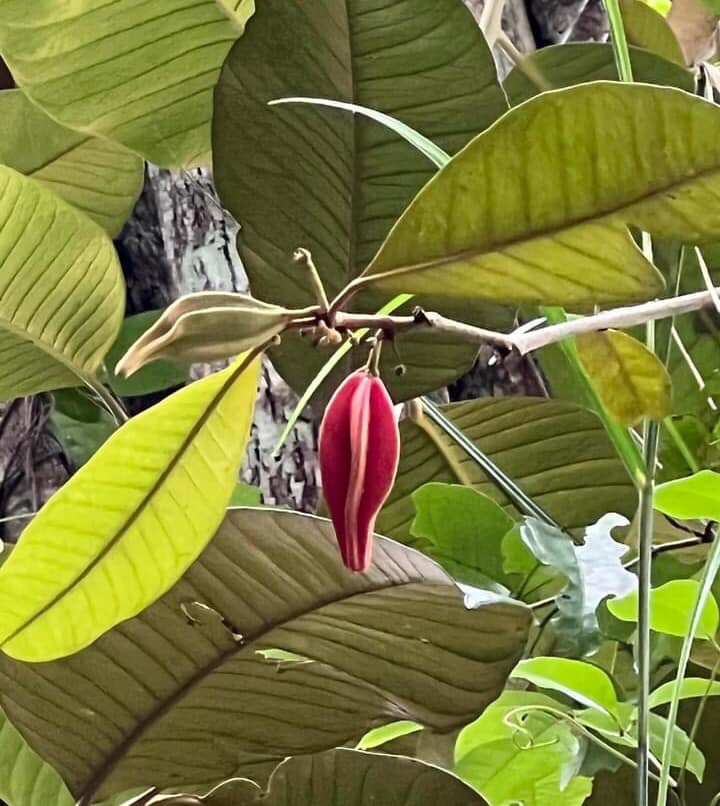 Pre Order - Chrysophyllum splendens  - 1 fresh seed / 1 frischer Samen