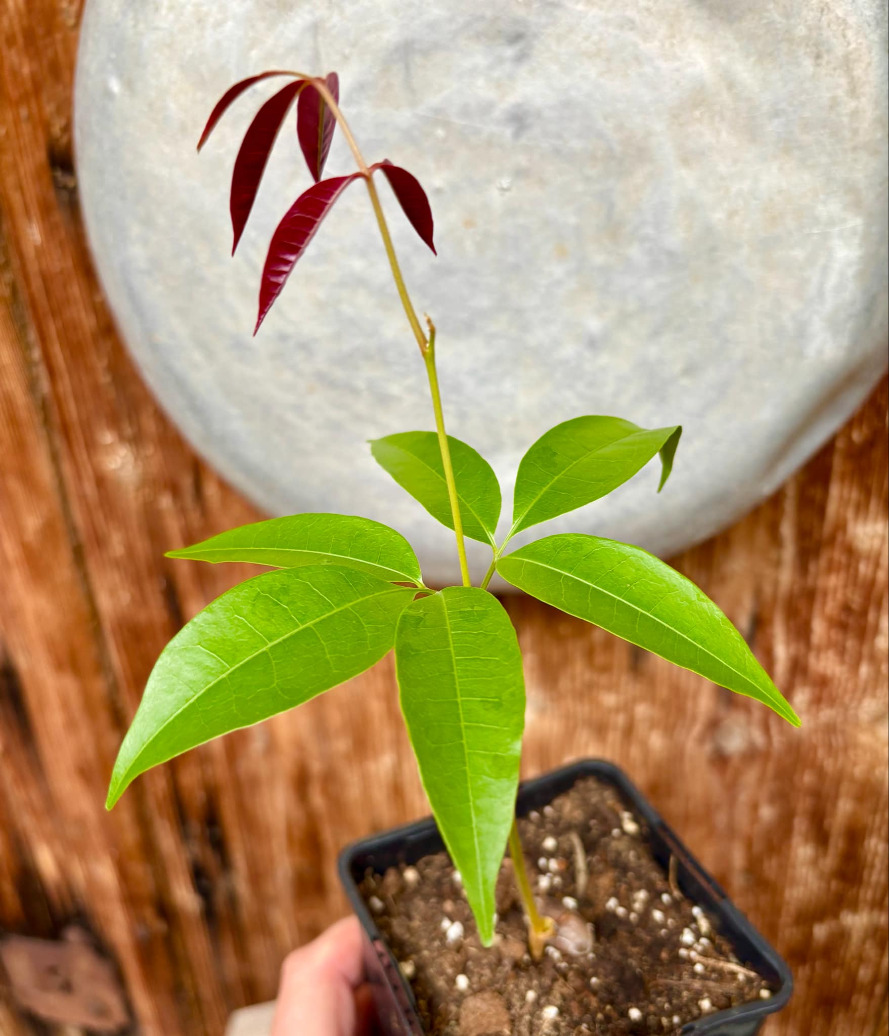 Talisia cerasina - 1 potted seedling / 1 getopfter Sämling