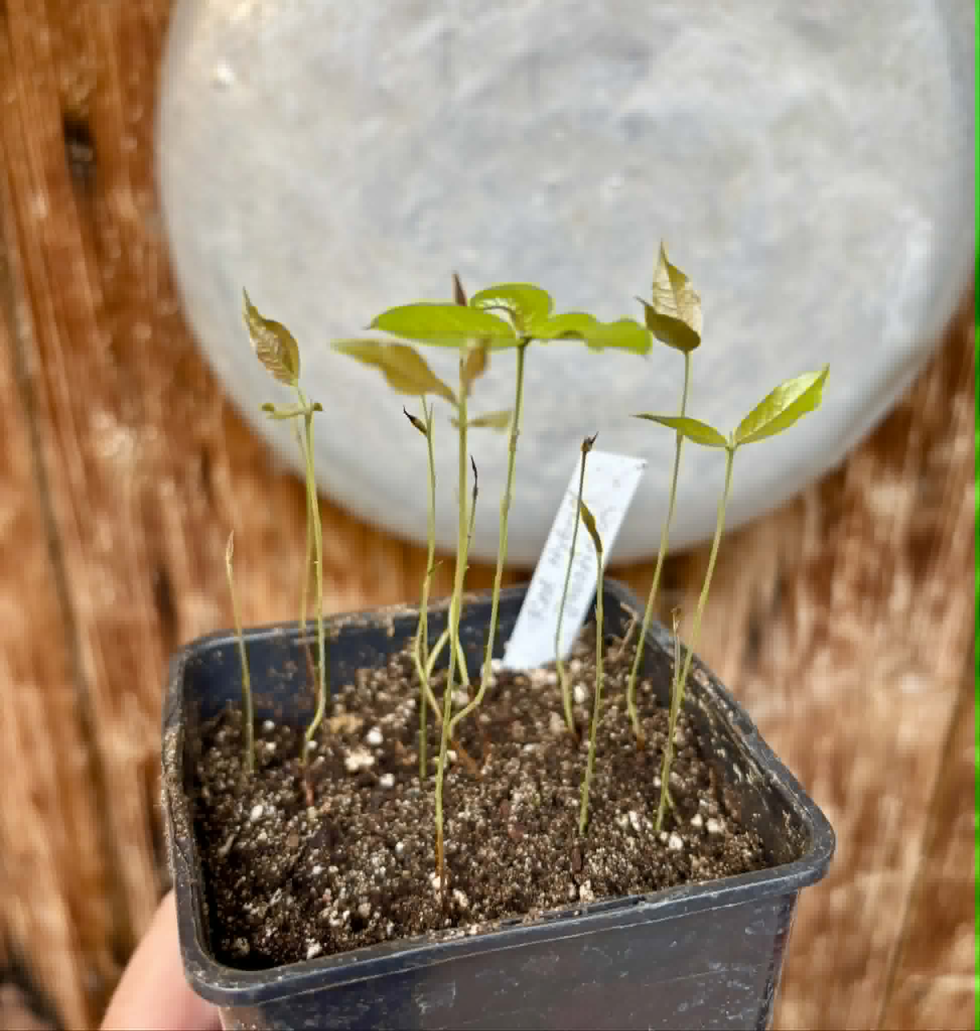 12 in 1 pot - Red Hybrid Jaboticaba (Plinia cauliflora x aureana) - 12 seedlings in one pot / 12 Sämlinge in einem Topf