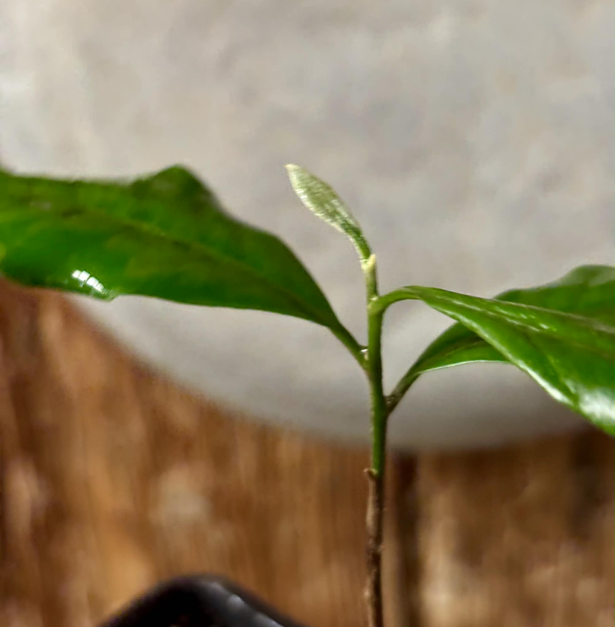 Pouteria sp Ajara - 1 potted plant / 1 getopfte Pflanze