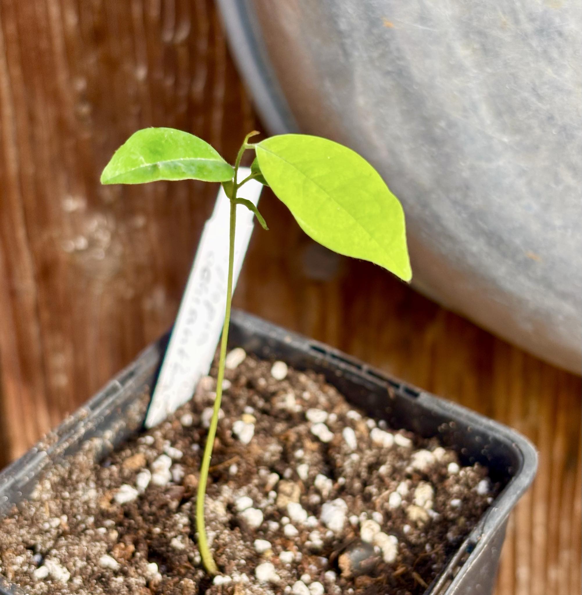 Xylopia ochrantha - 1 small potted seedling / 1 kleiner, getopfter Sämling