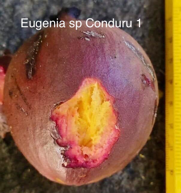 Eugenia sp BIG Conduru -  1 germinated seed / 1 gekeimter Samen