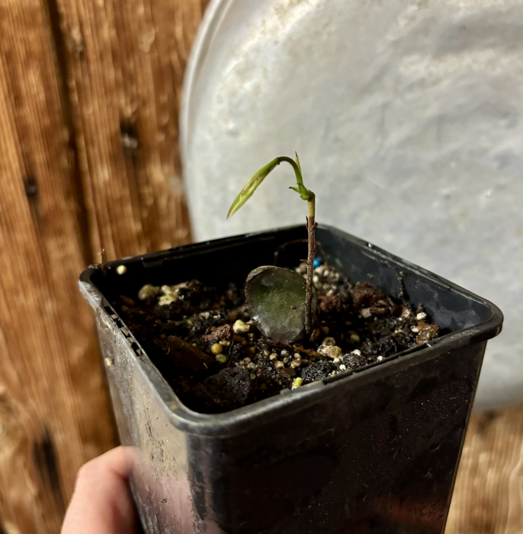 Plinia edulis - 1 small potted seedling / 1 kleiner, getopfter Sämling