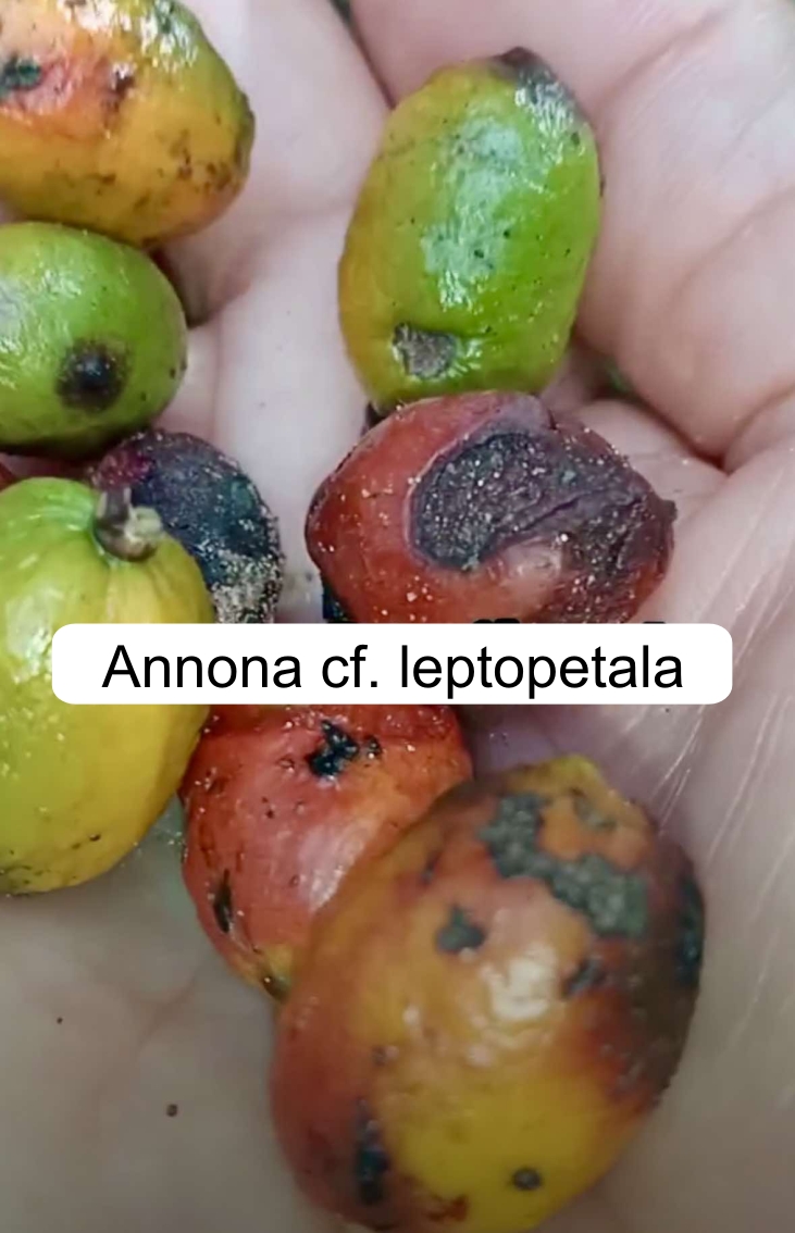 Annona aff. leptopetala  - 1 fresh seed / 1 frischer Samen