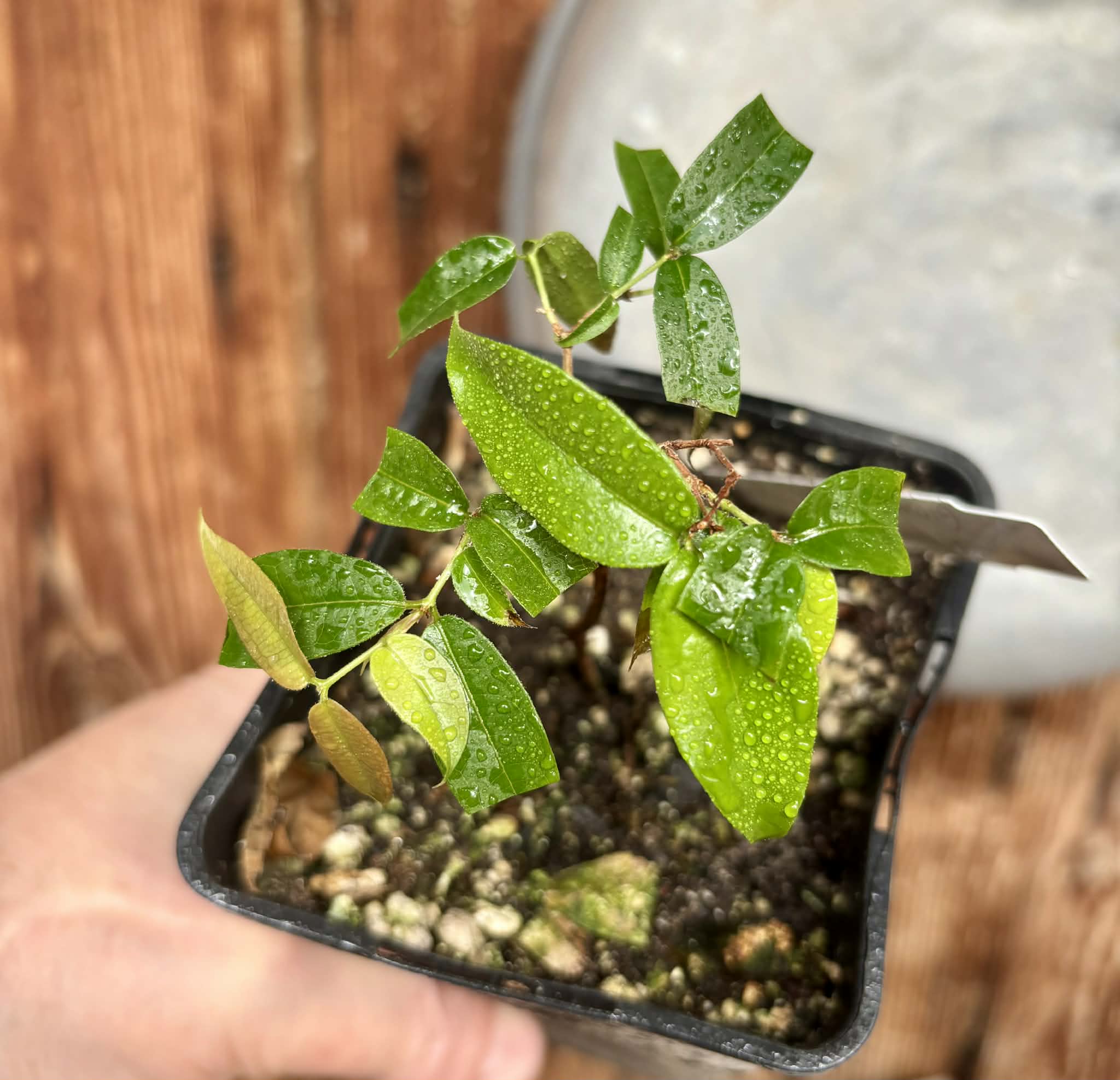 Plinia sp Giant Piray Argentina - 1 potted plant / 1 getopfte Pflanze