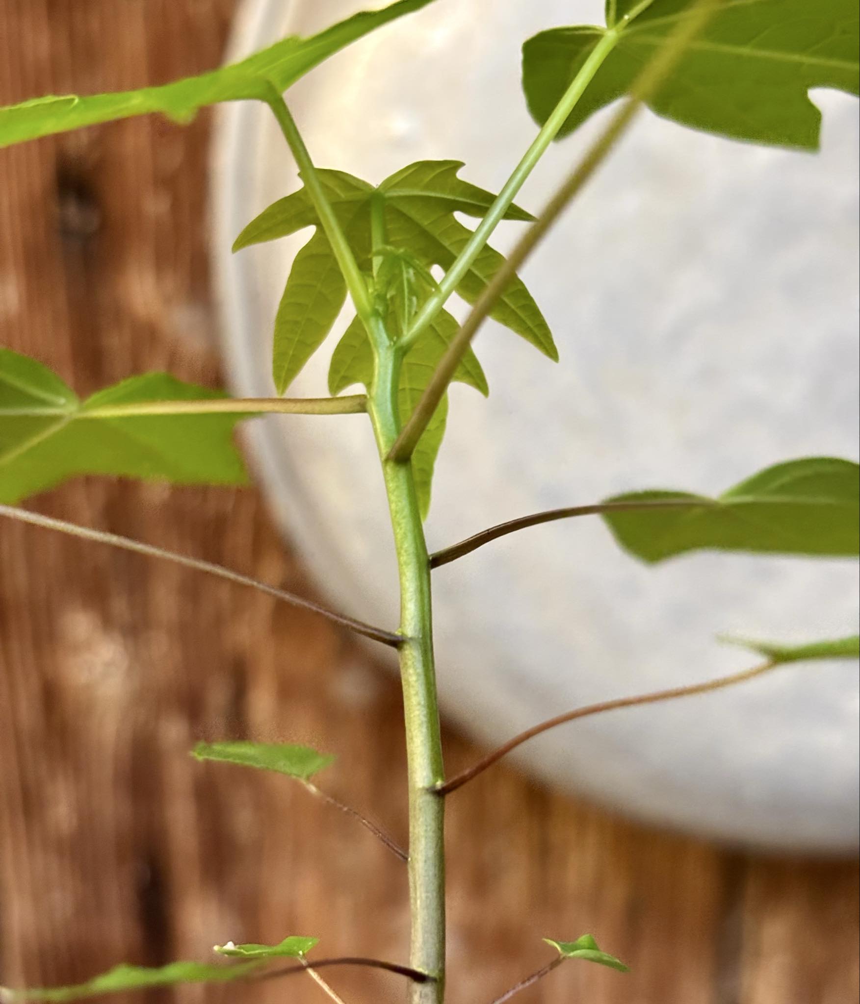 Yellow Krabi Papaya (Carica papaya) - 1 potted seedling / 1 getopfter Sämling 