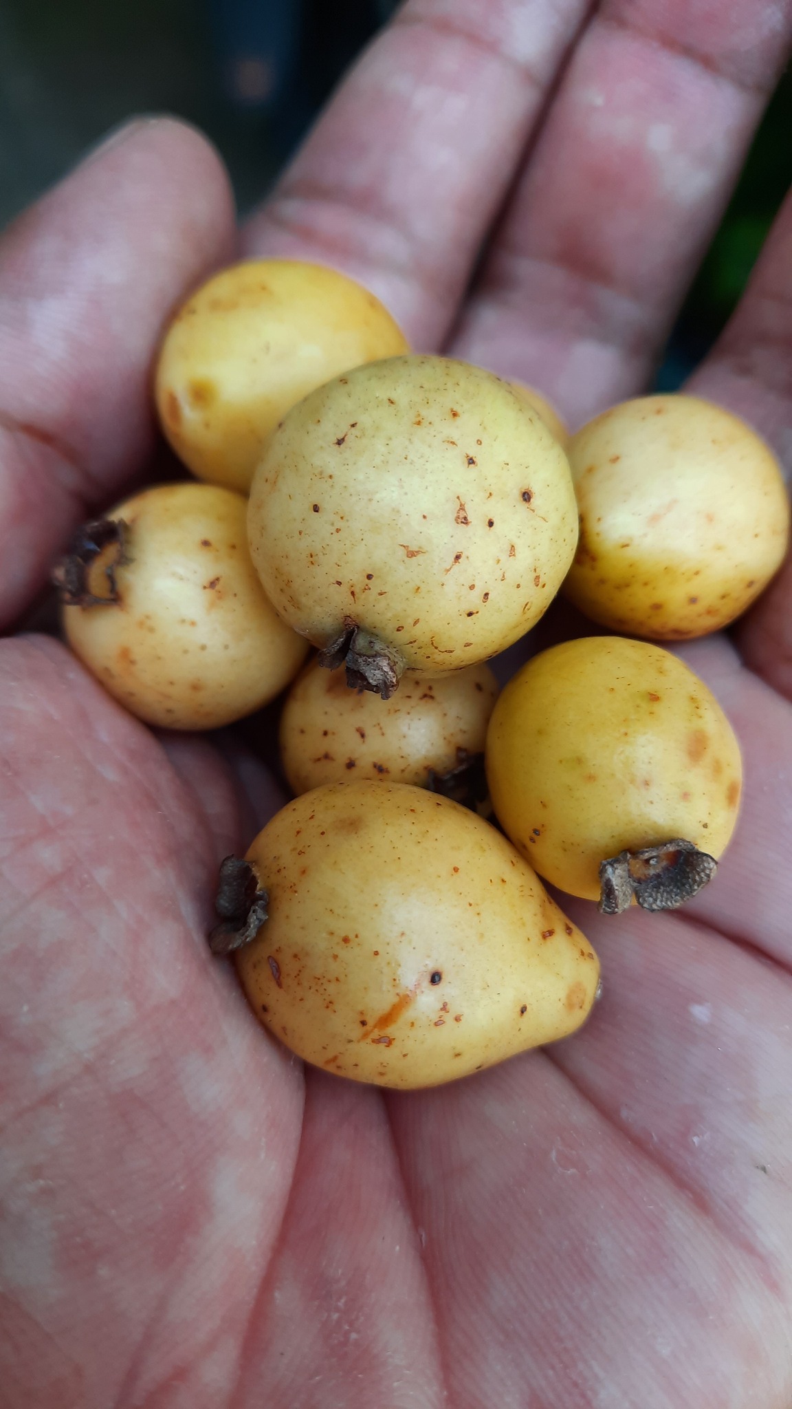 Guayabita (Psidium oligospermum) - 5 fresh seeds / 5 frische Samen Guayabita (Psidium oligospermum) - 5 fresh seeds / 5 frische Samen
