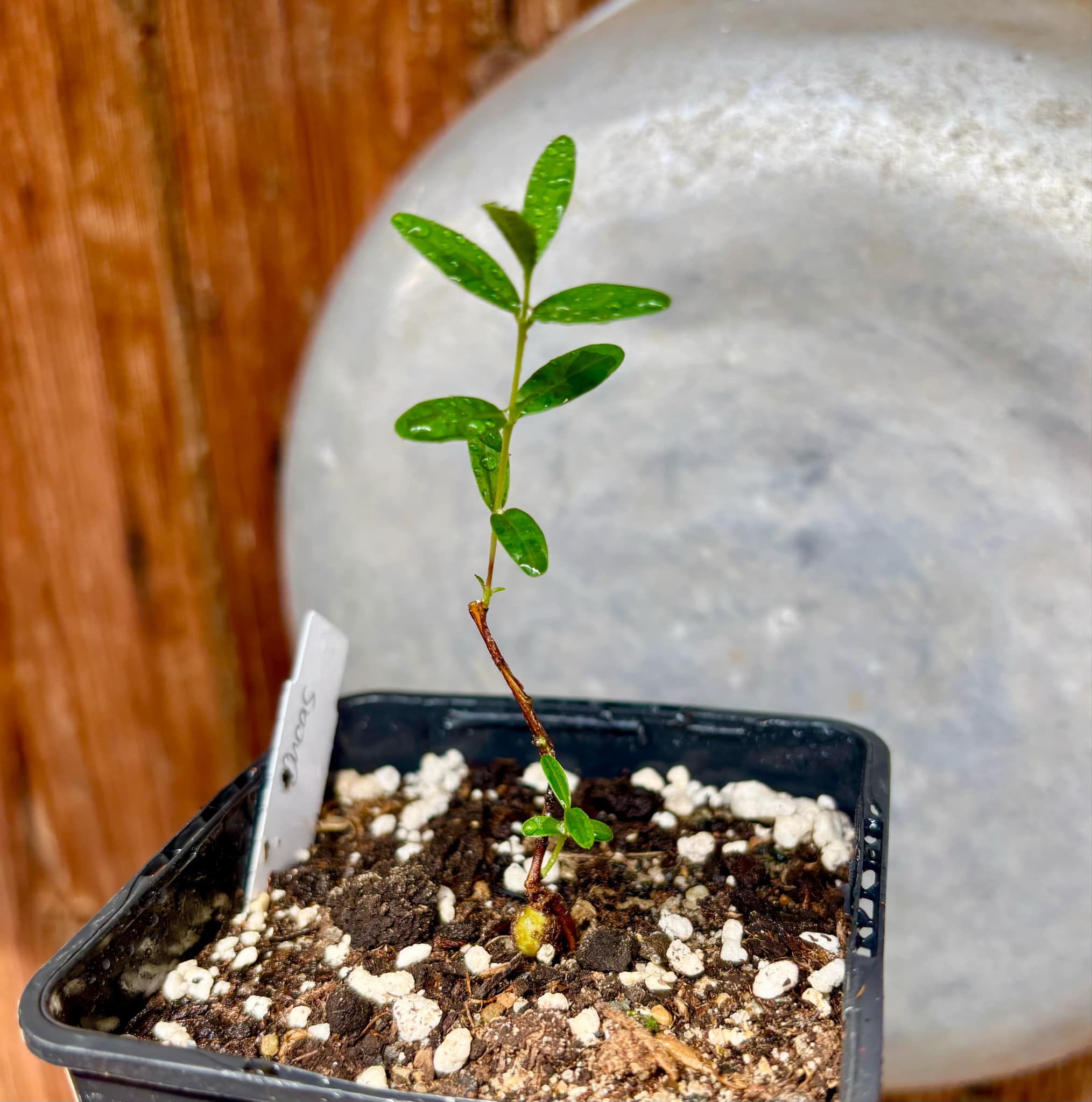 CEREJINHA DE JAGUARIÚNA - Eugenia punicifolia var. Oncas Doce - 1 potted plant / 1 getopfte Pflanze